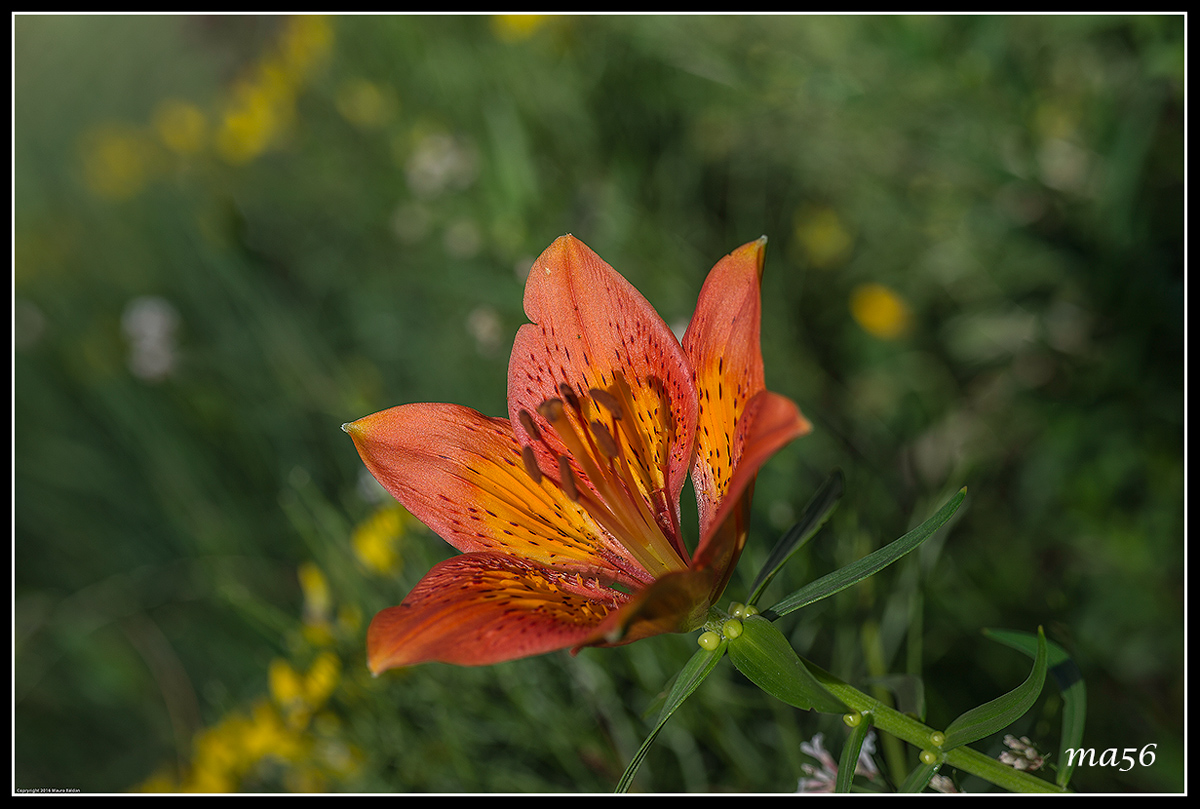 Giglio di San Giovanni