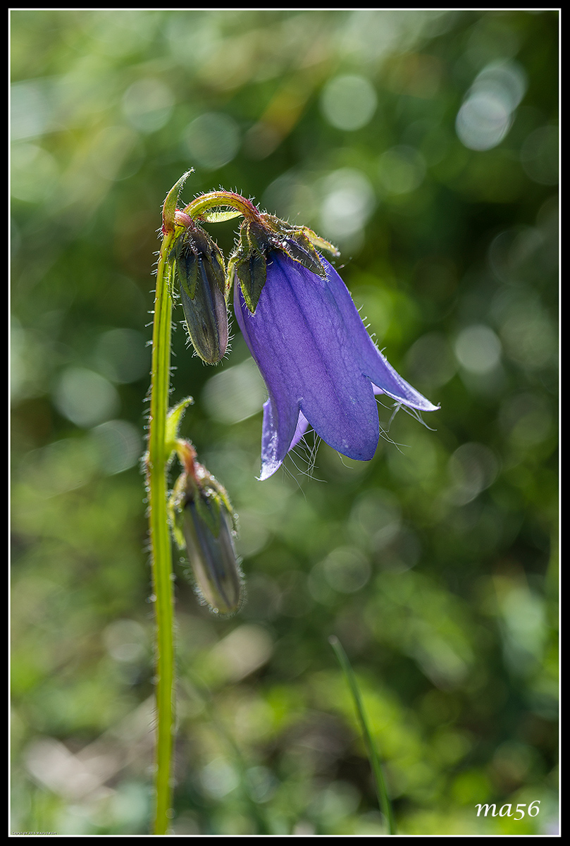 Bearded bellflower