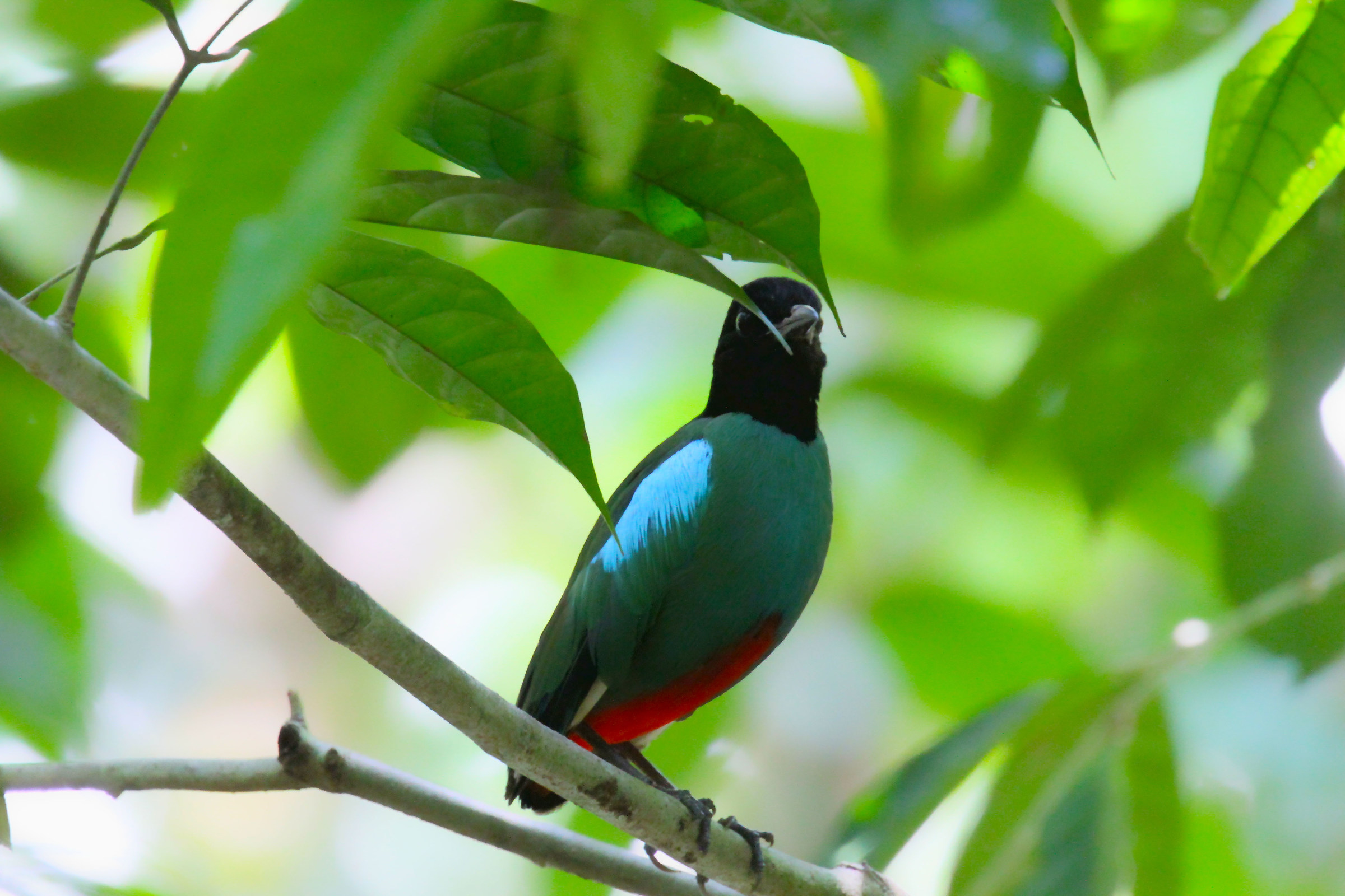 hooded pitta