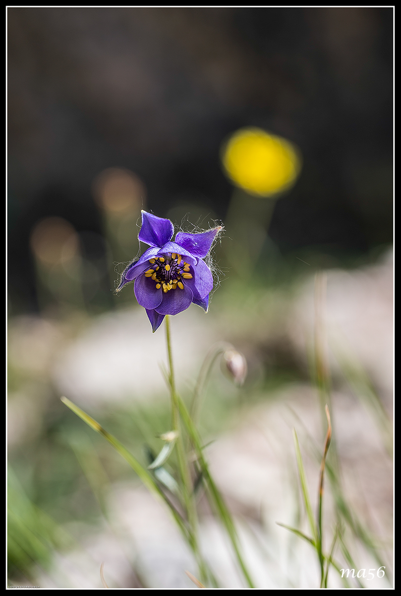 aquilegia di Einsele