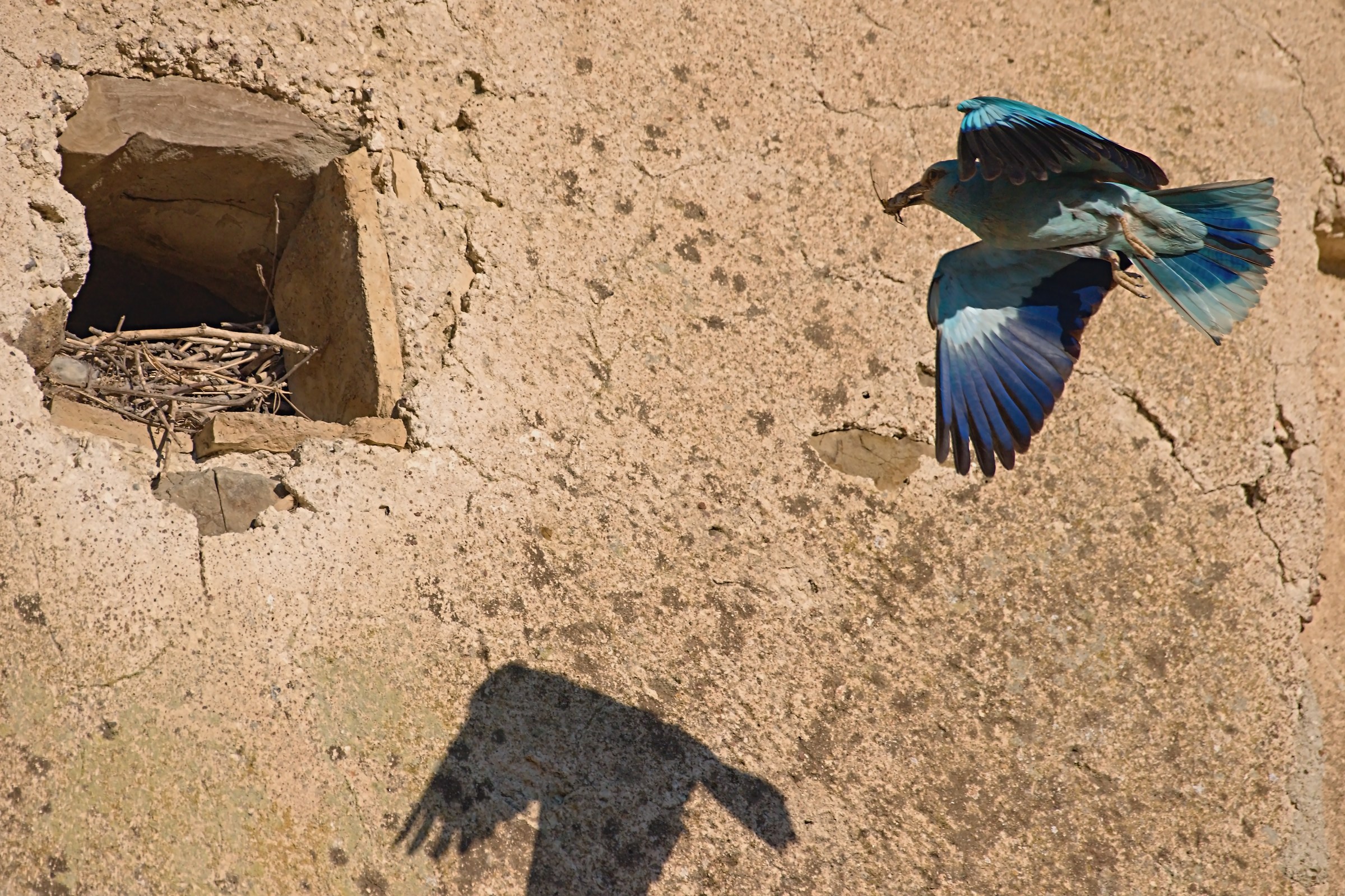 Chinese shadow at sunset