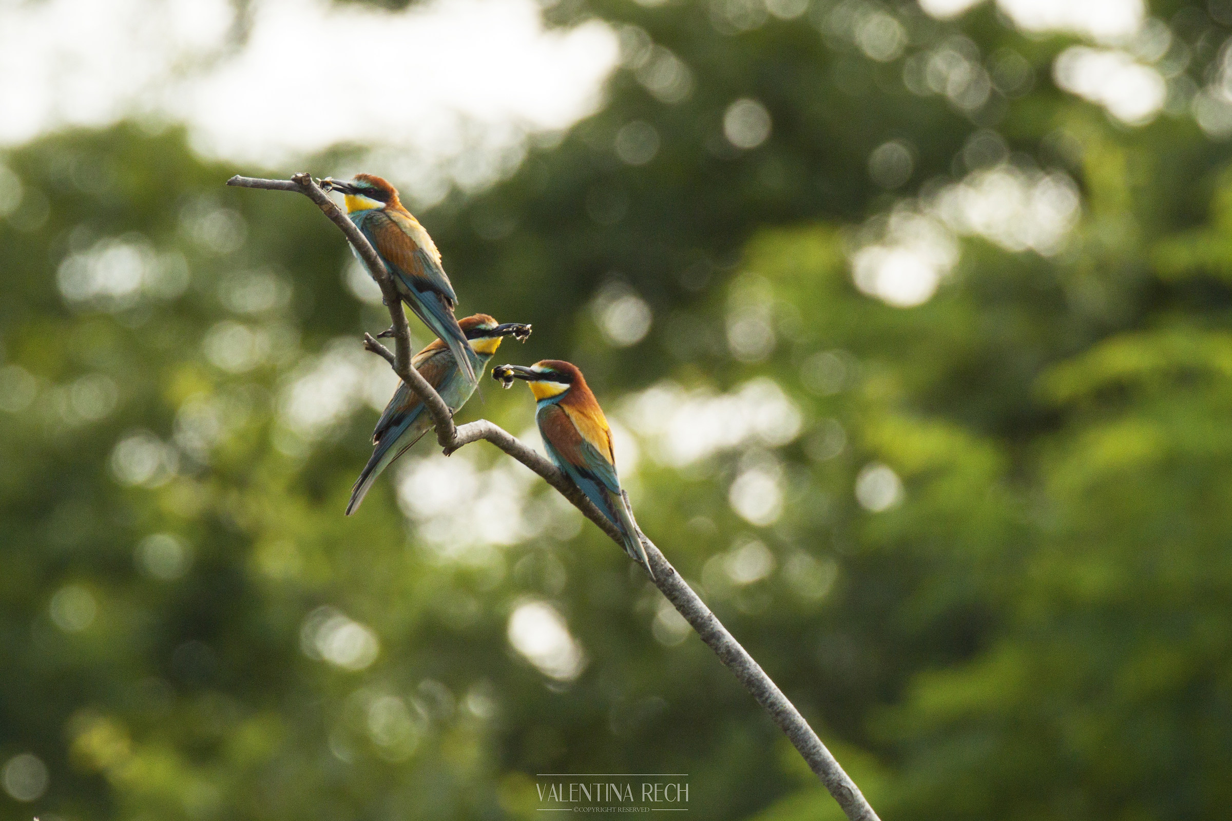 finally .. my first bee-eaters !!!