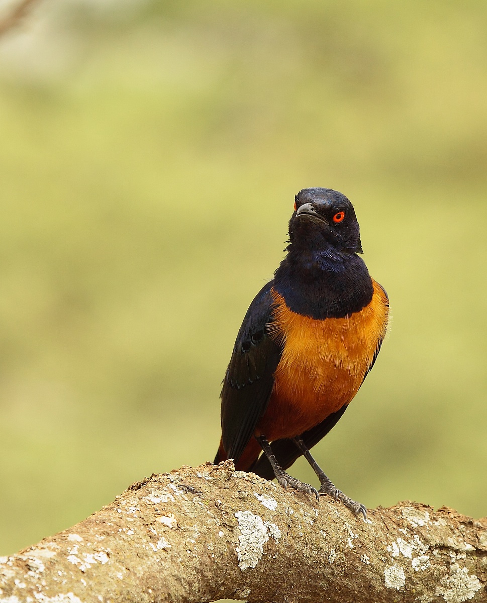 Reversal of Hildebrandt