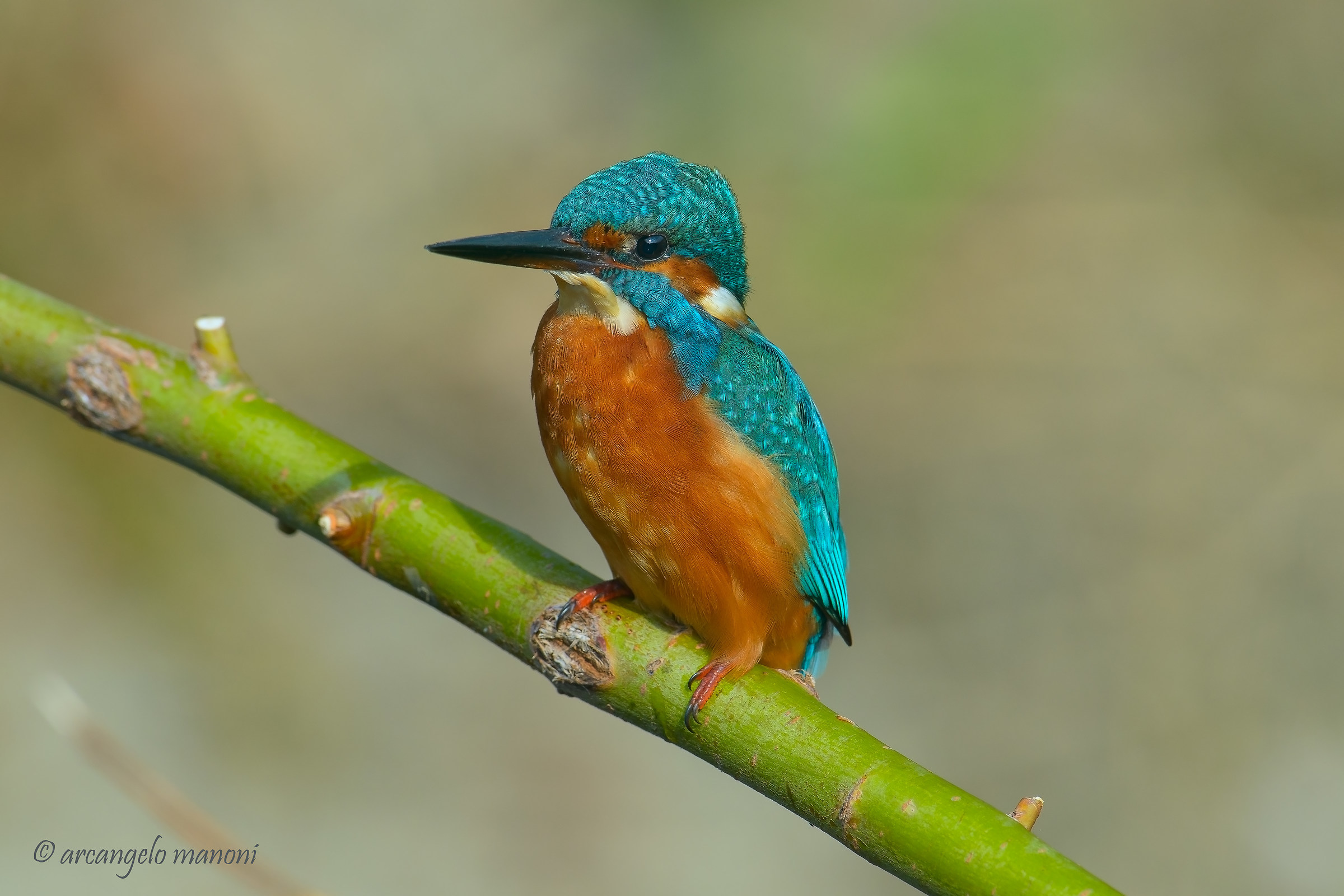 Un maschietto di martino