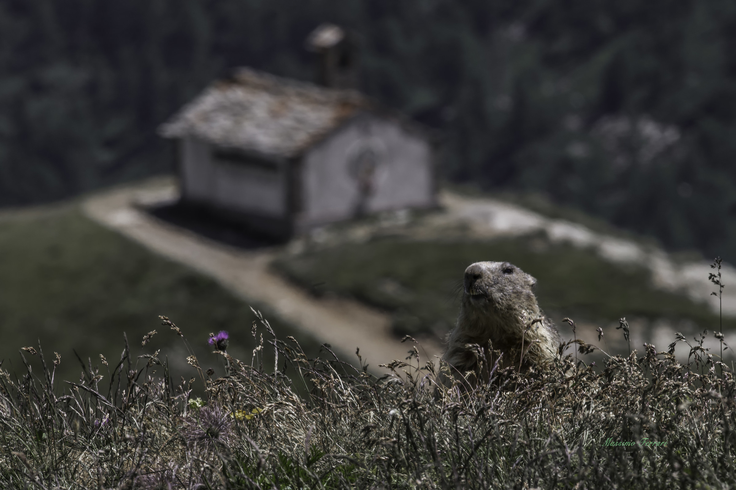 guardando il panorama