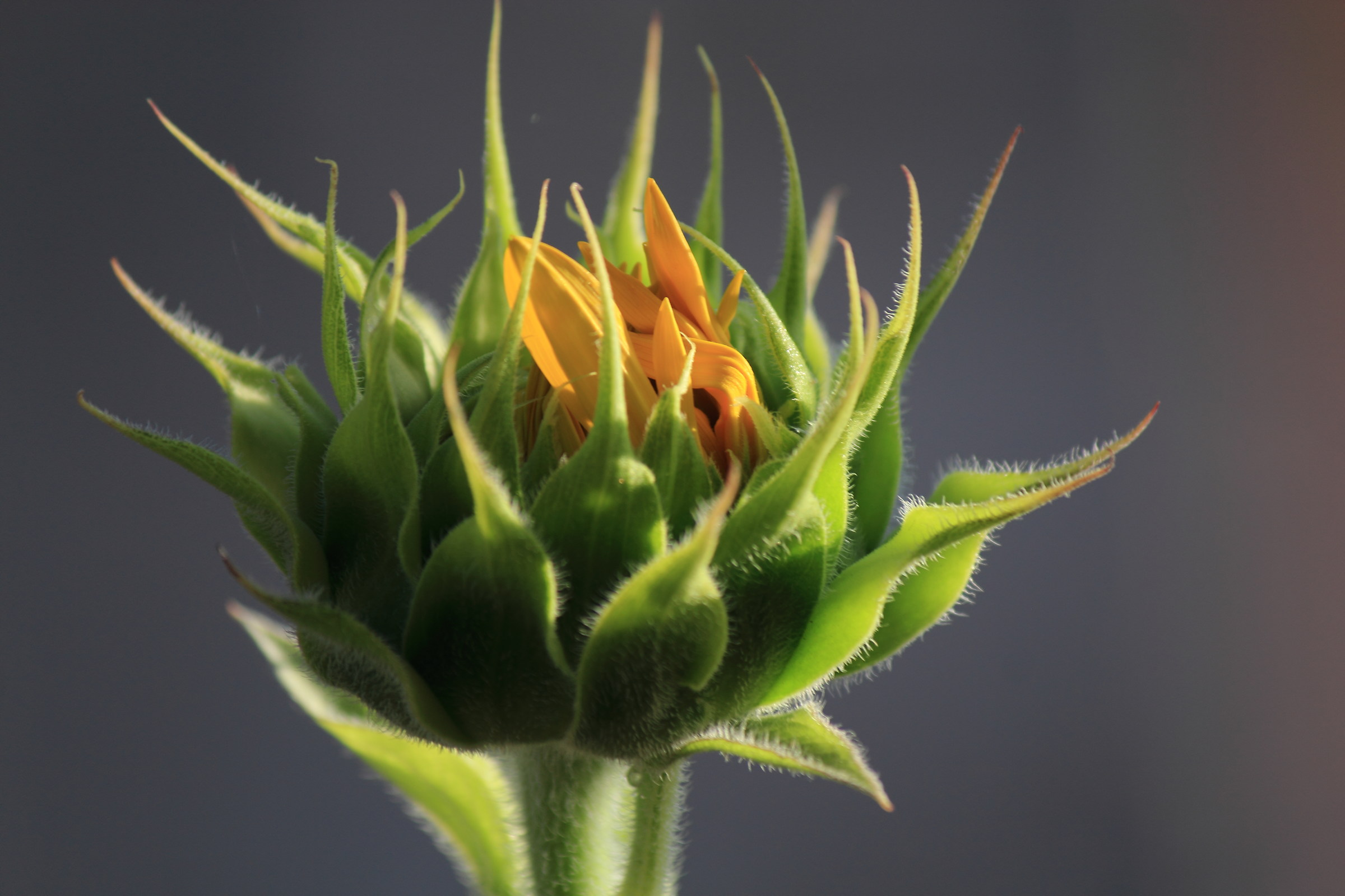 sta per nascere un fiore