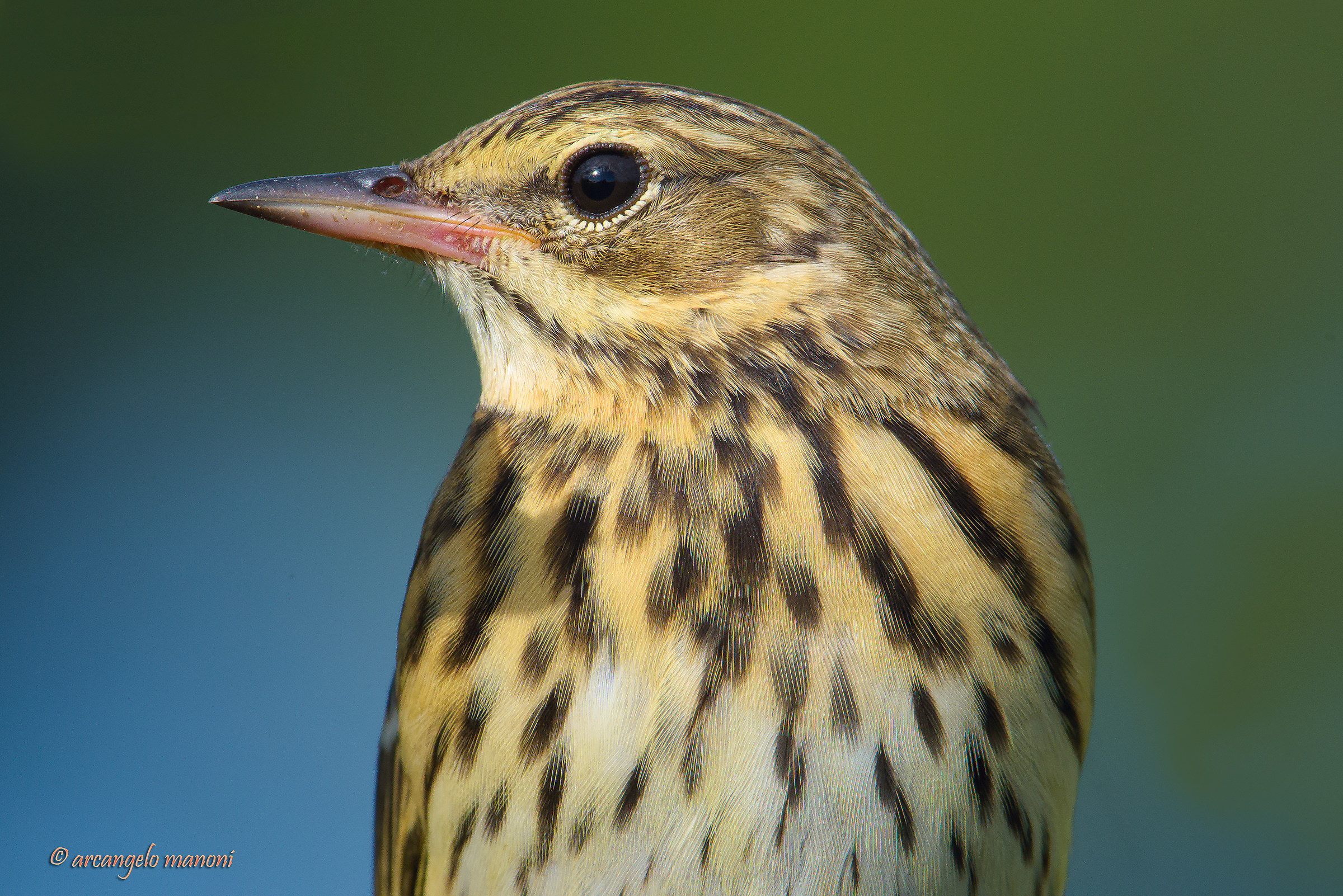 Un prispolone in primo piano
