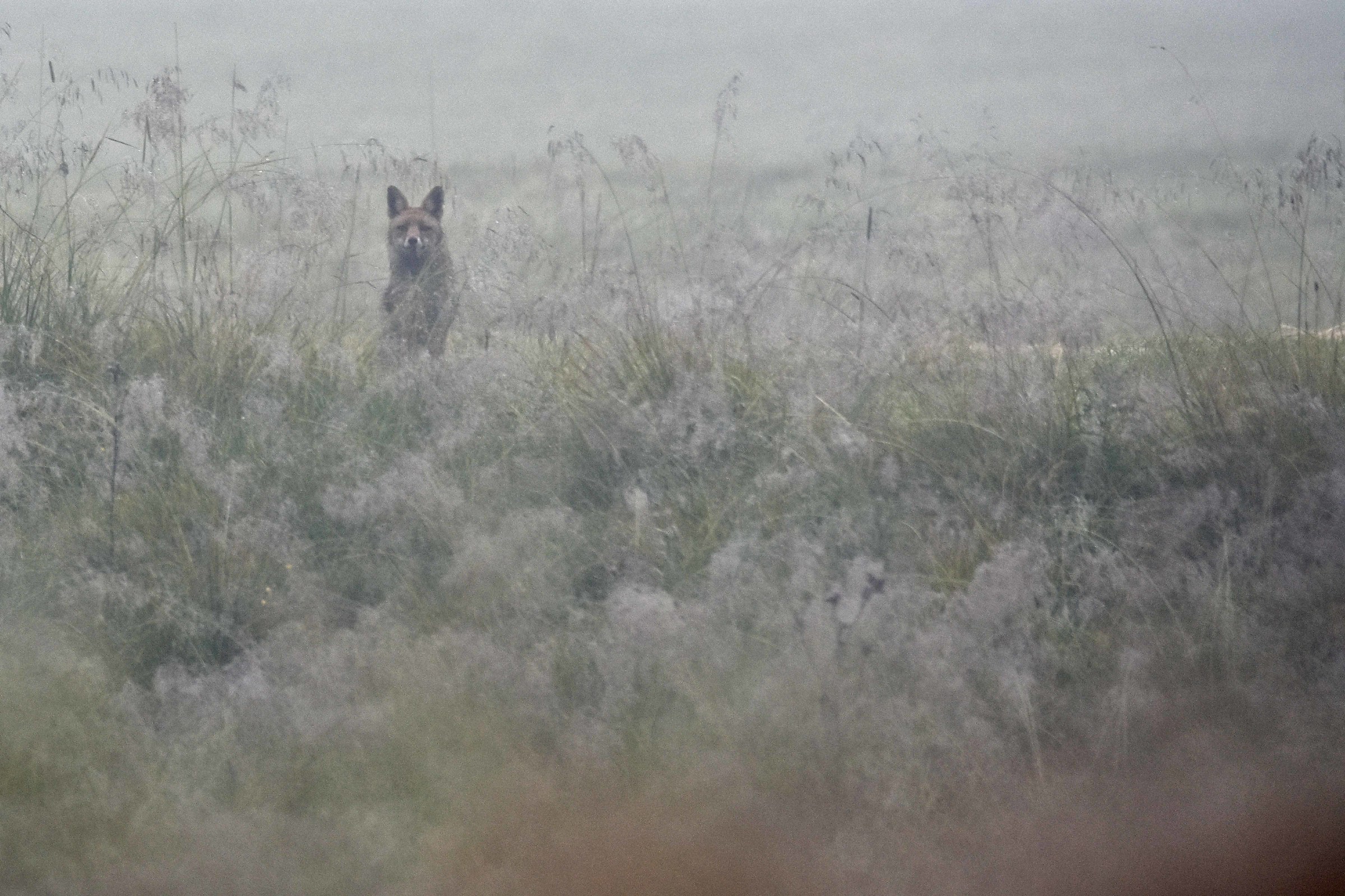 between the fog at dawn
