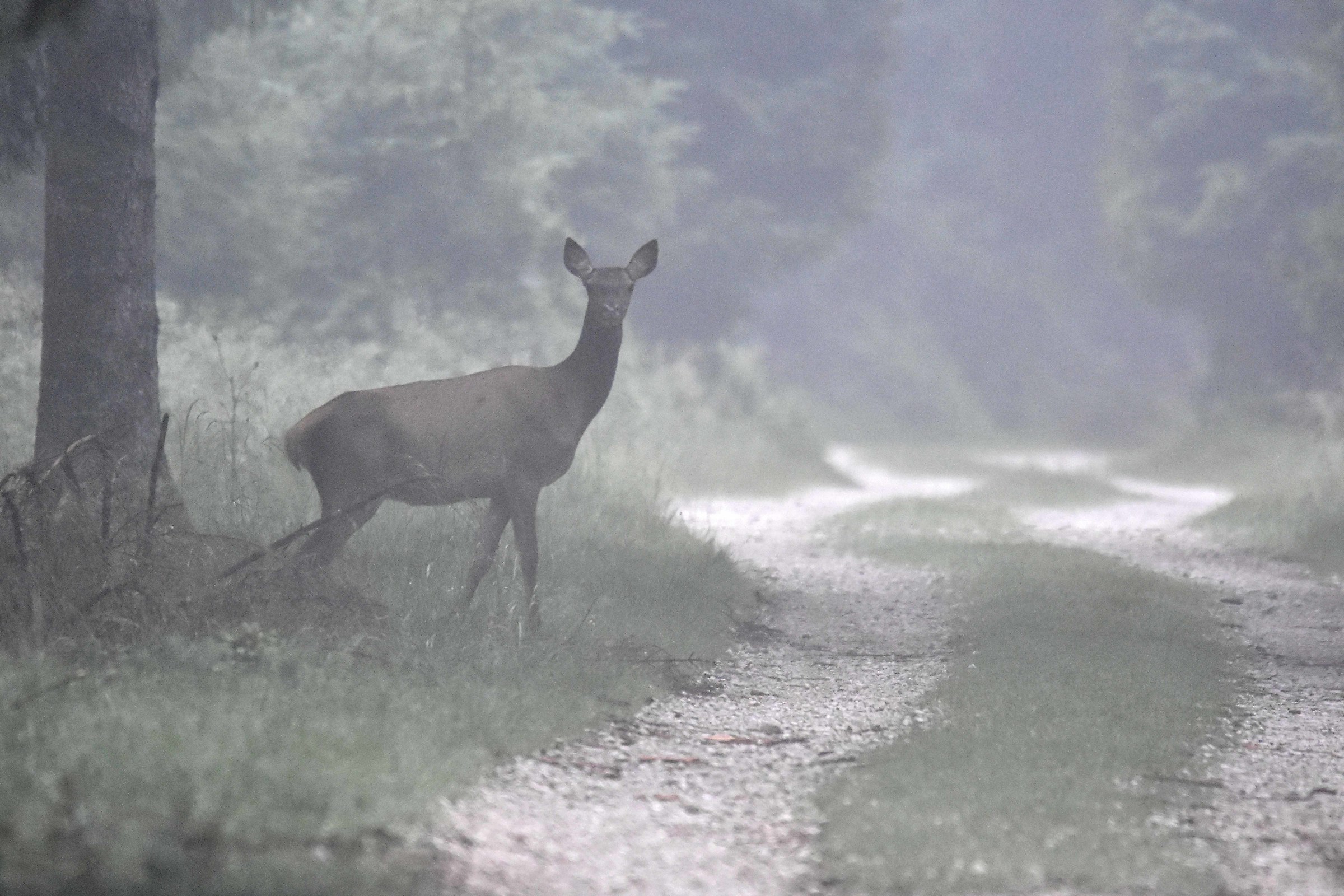 between the fog at dawn