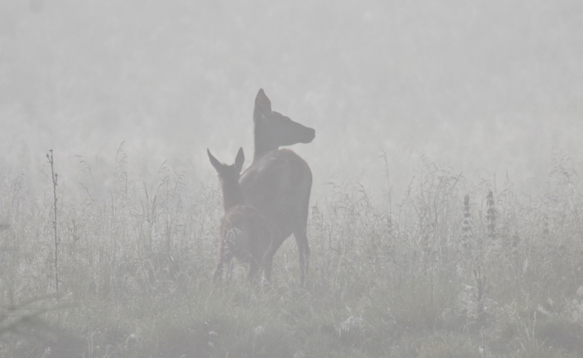 between the fog at dawn