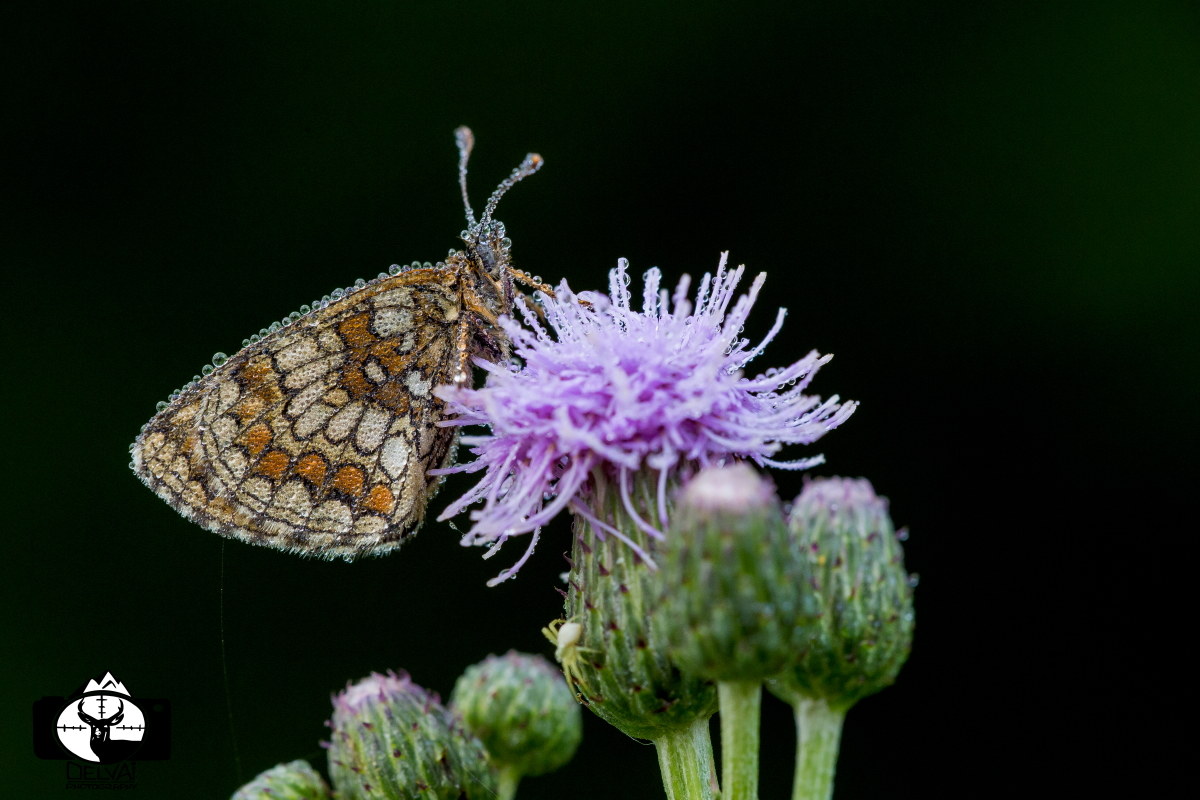 Melitaea aurelia
