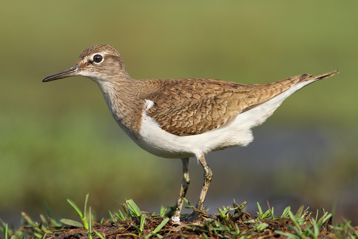 Common Sandpiper