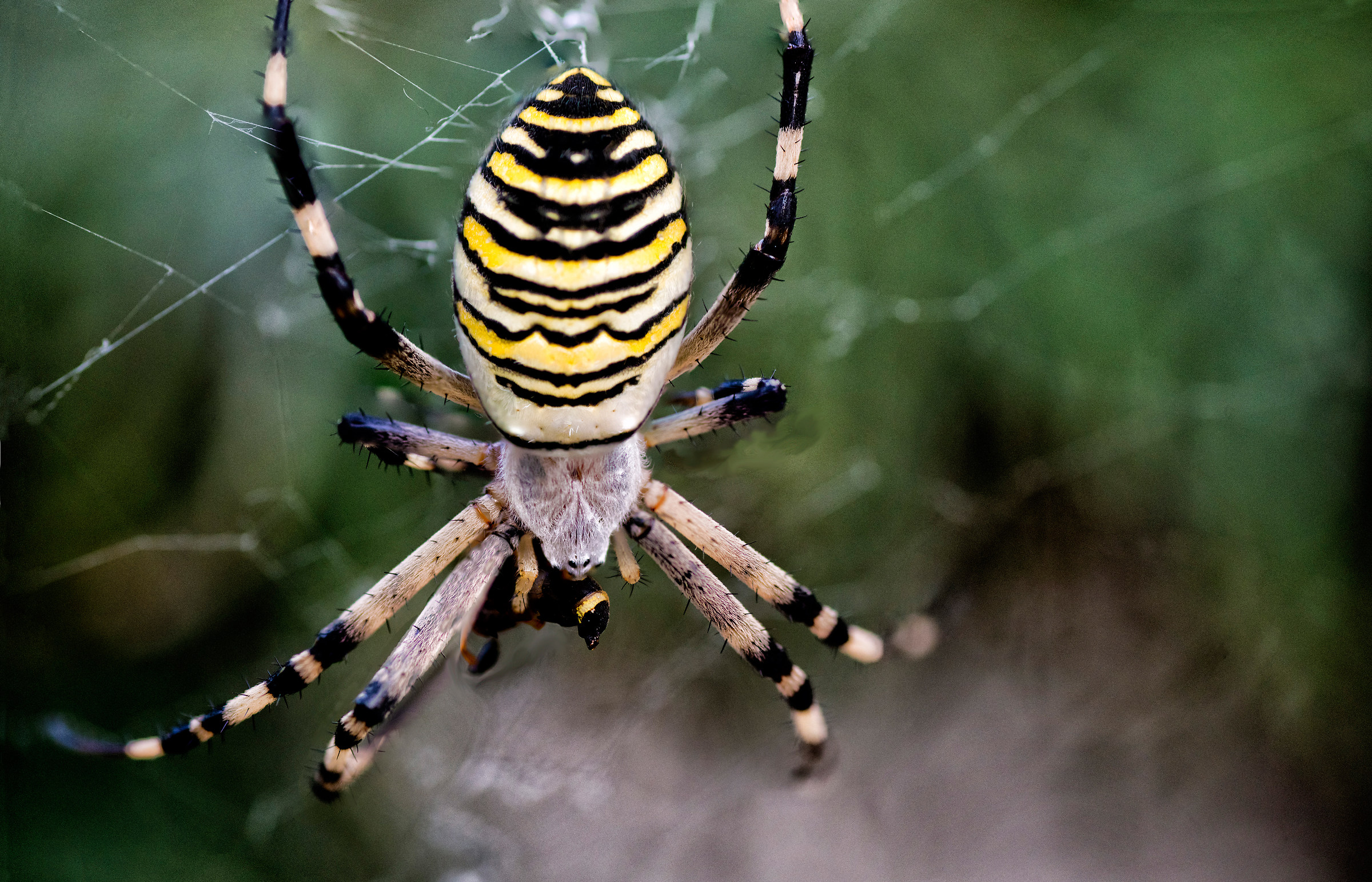 Wasp spider devouring a ..vespa..giustamente ..