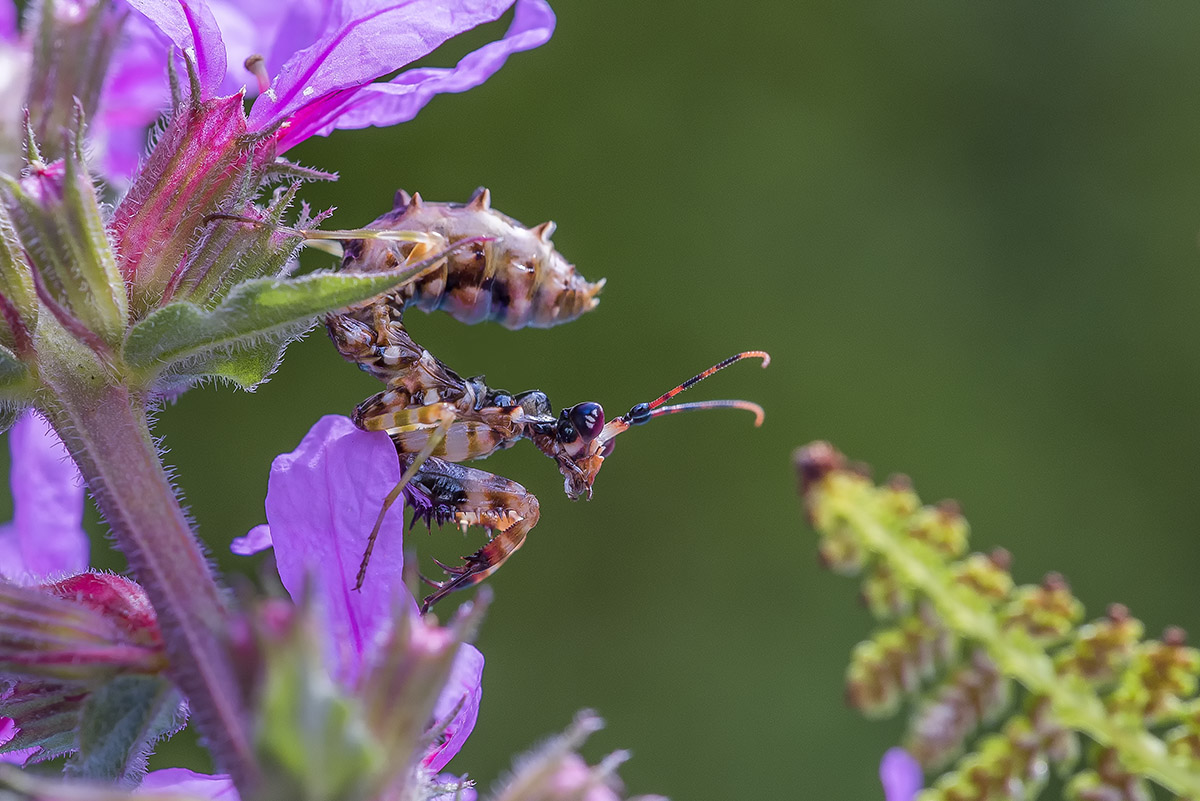 Pseudocreobotra wahlbergii