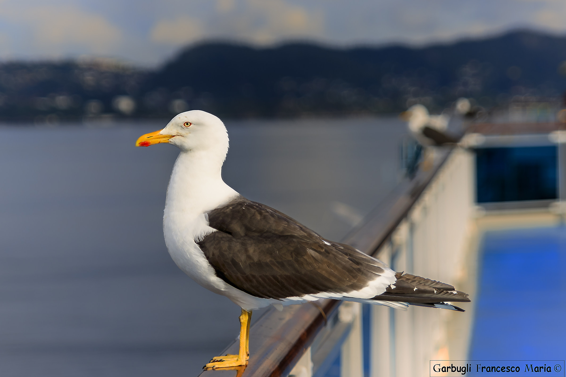 Royal Nordic seagull
