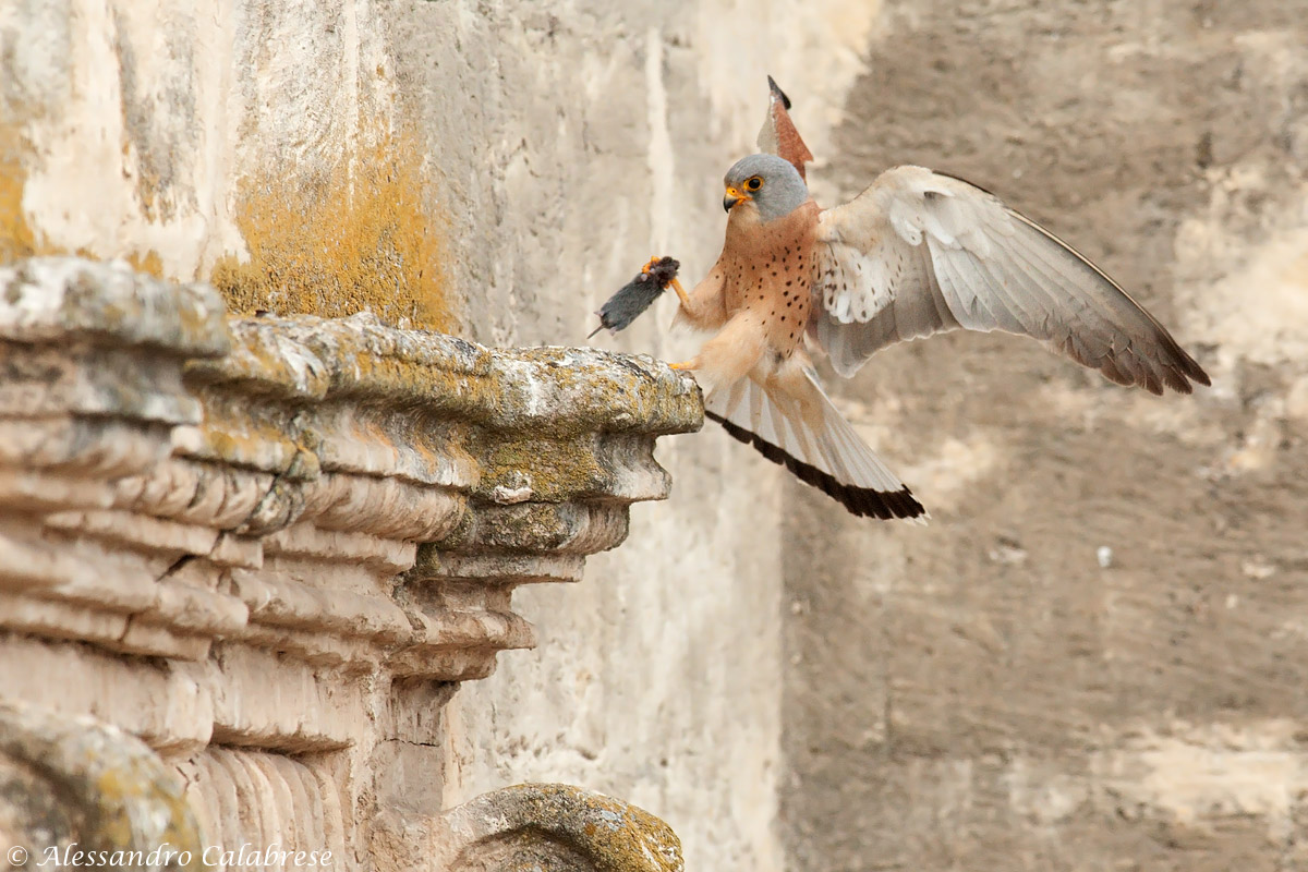 Atterraggio con preda