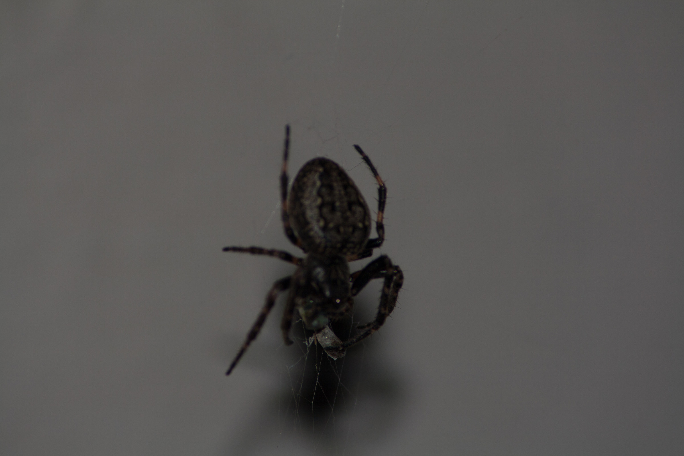 night spider