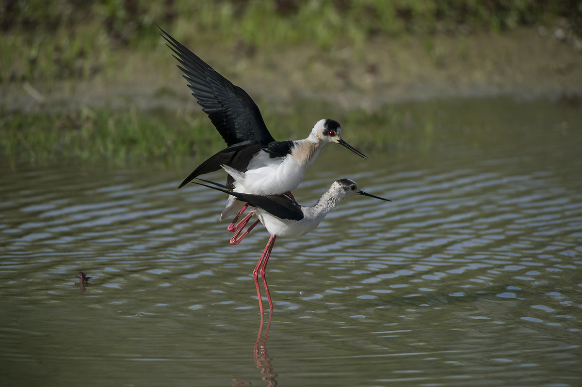 L'accoppiamento dei Cavalieri