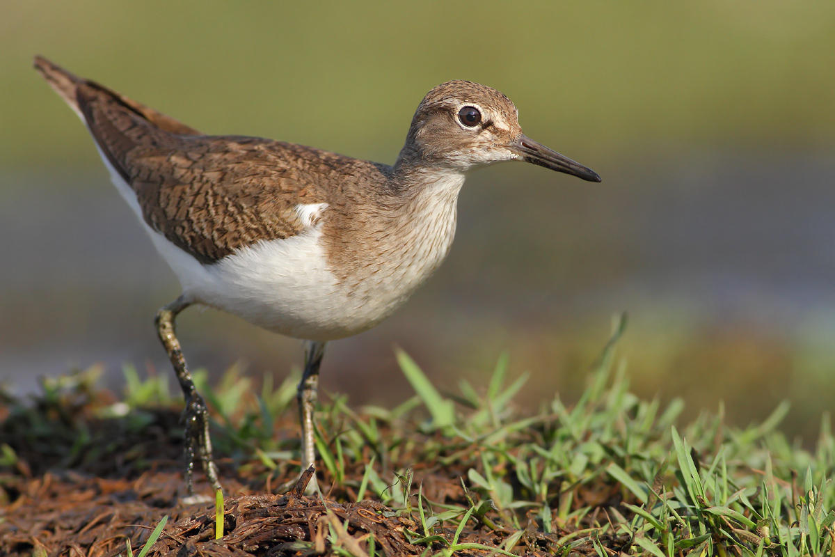 Common Sandpiper