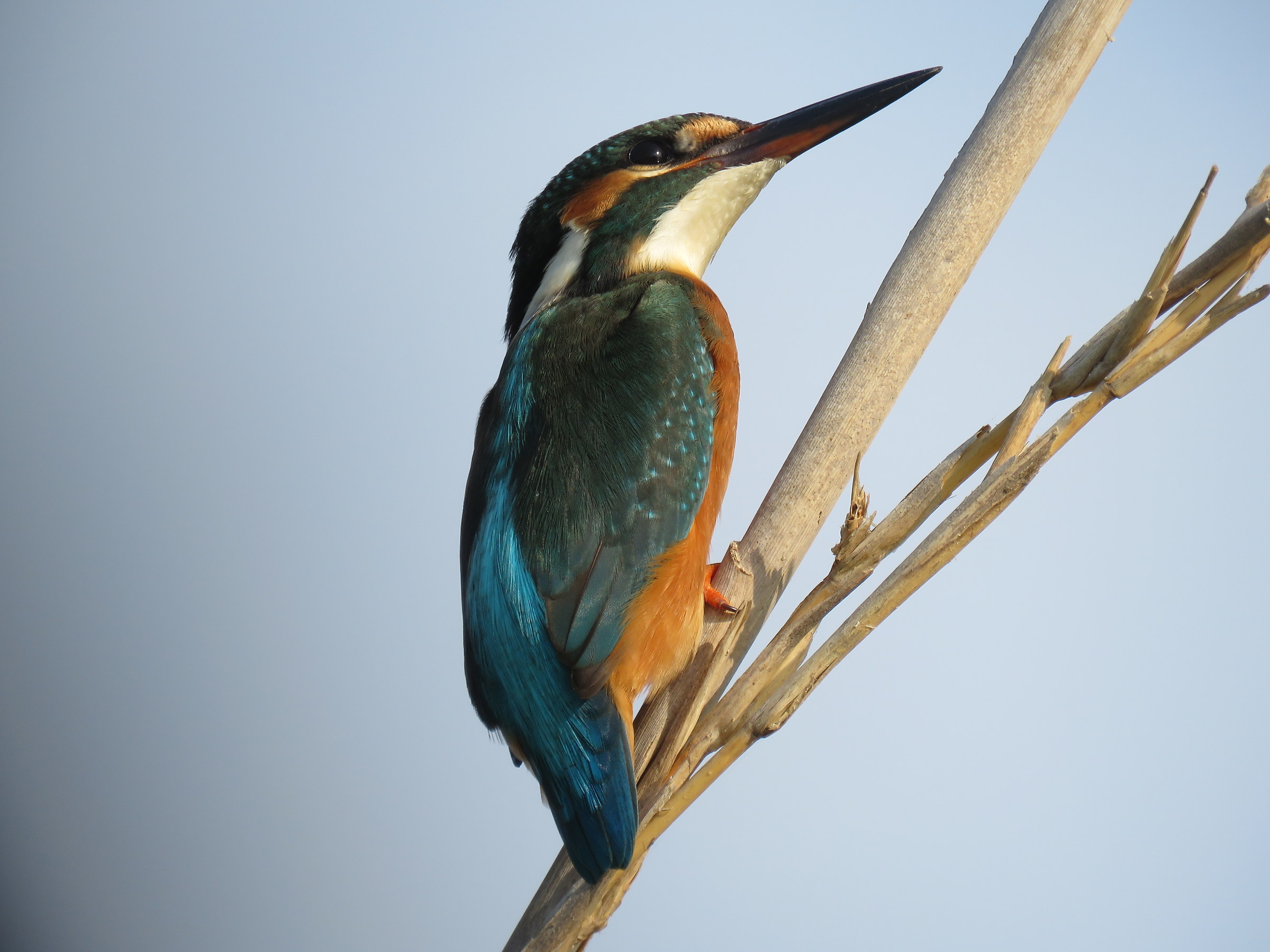 Kingfisher