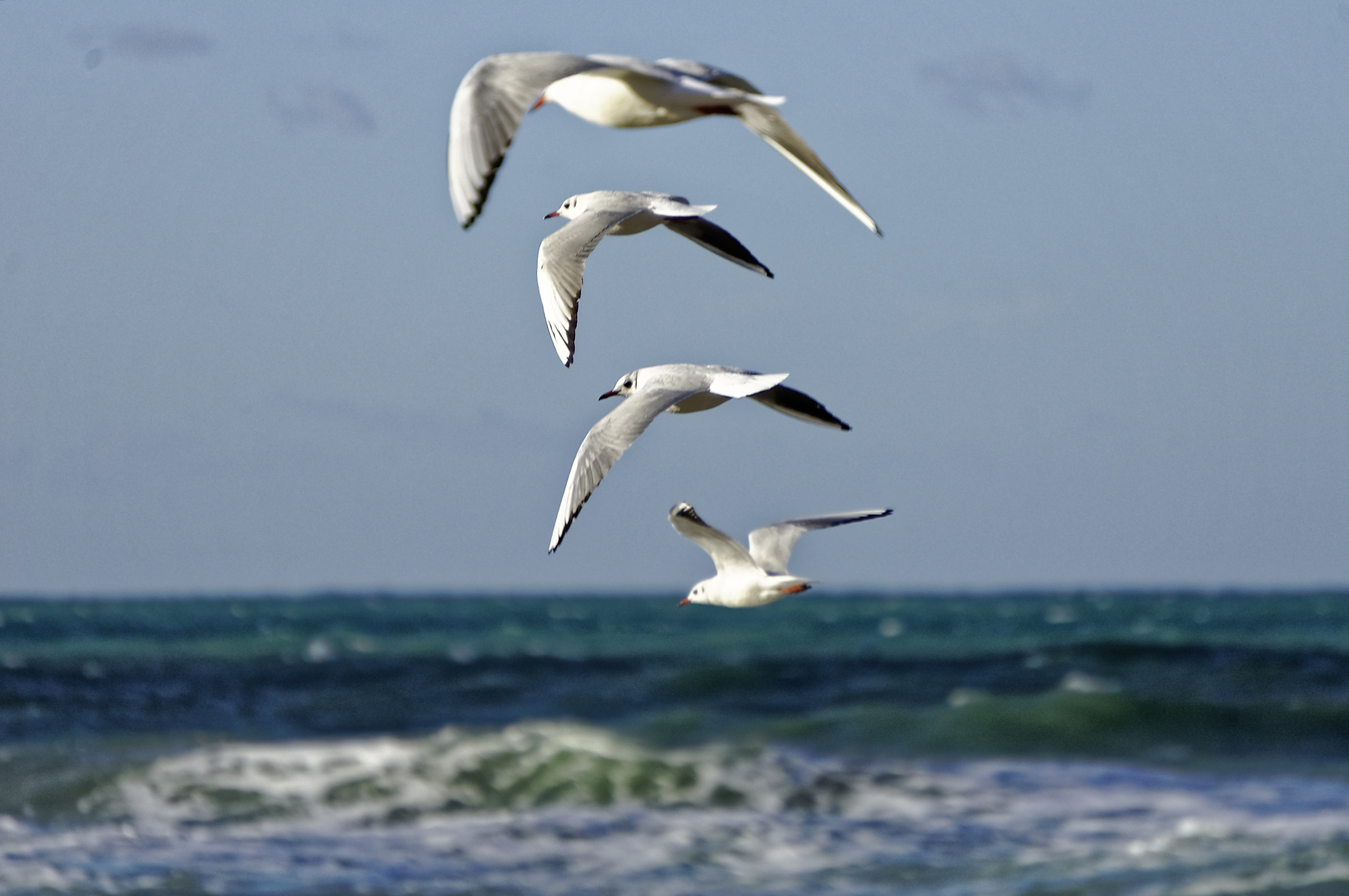 gulls 3