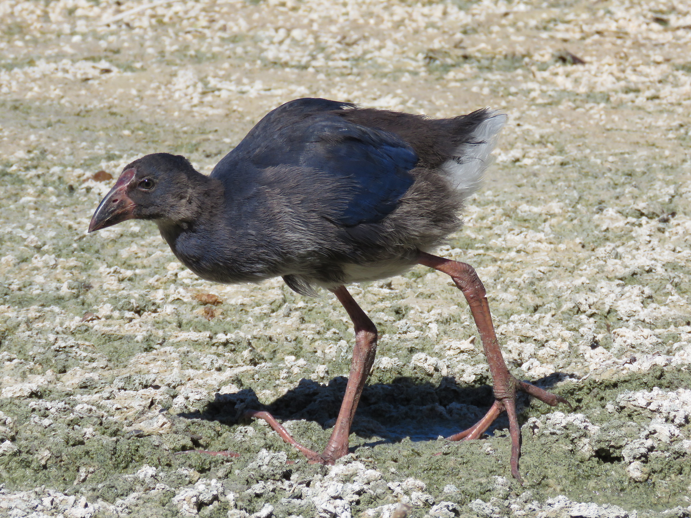 Young Swamphen
