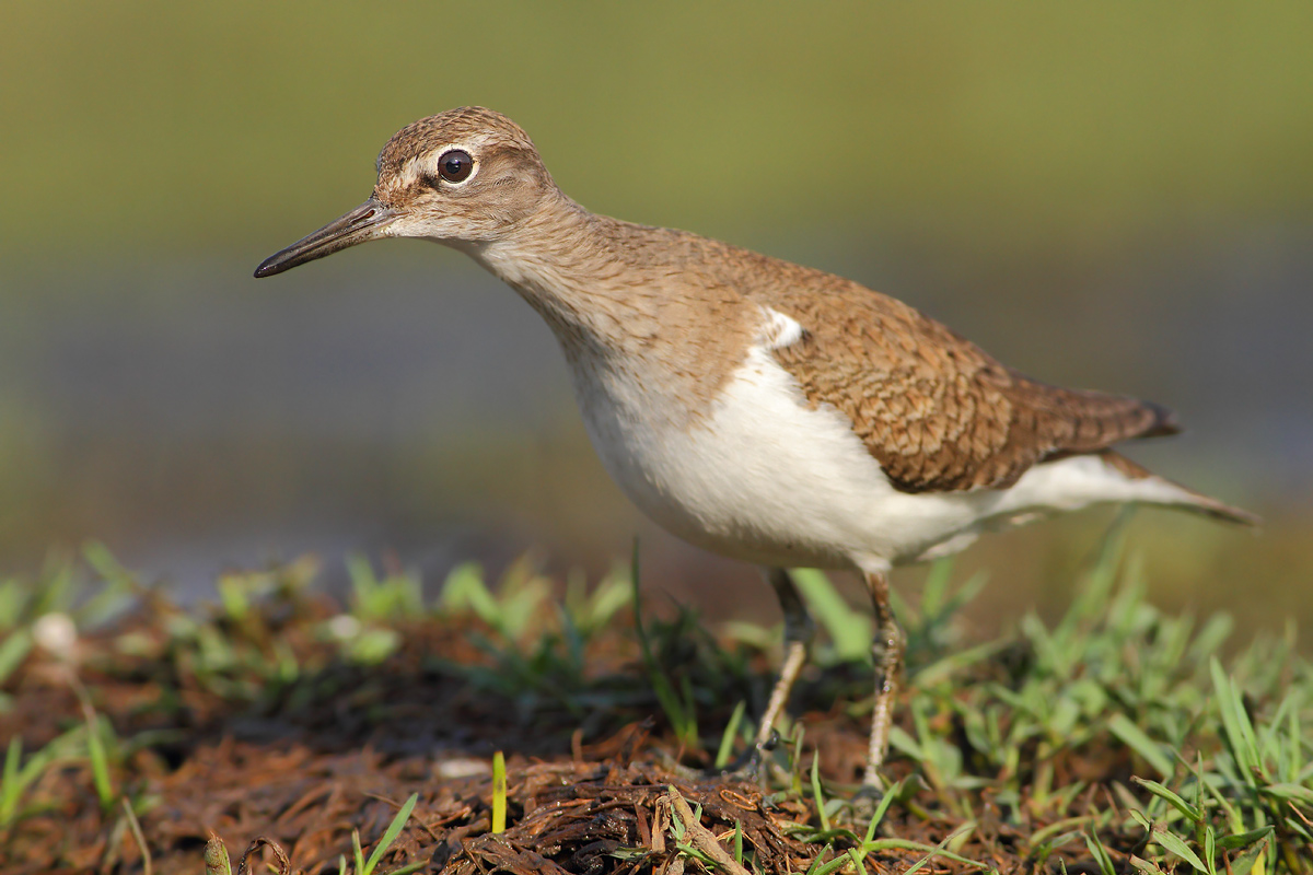 Common Sandpiper