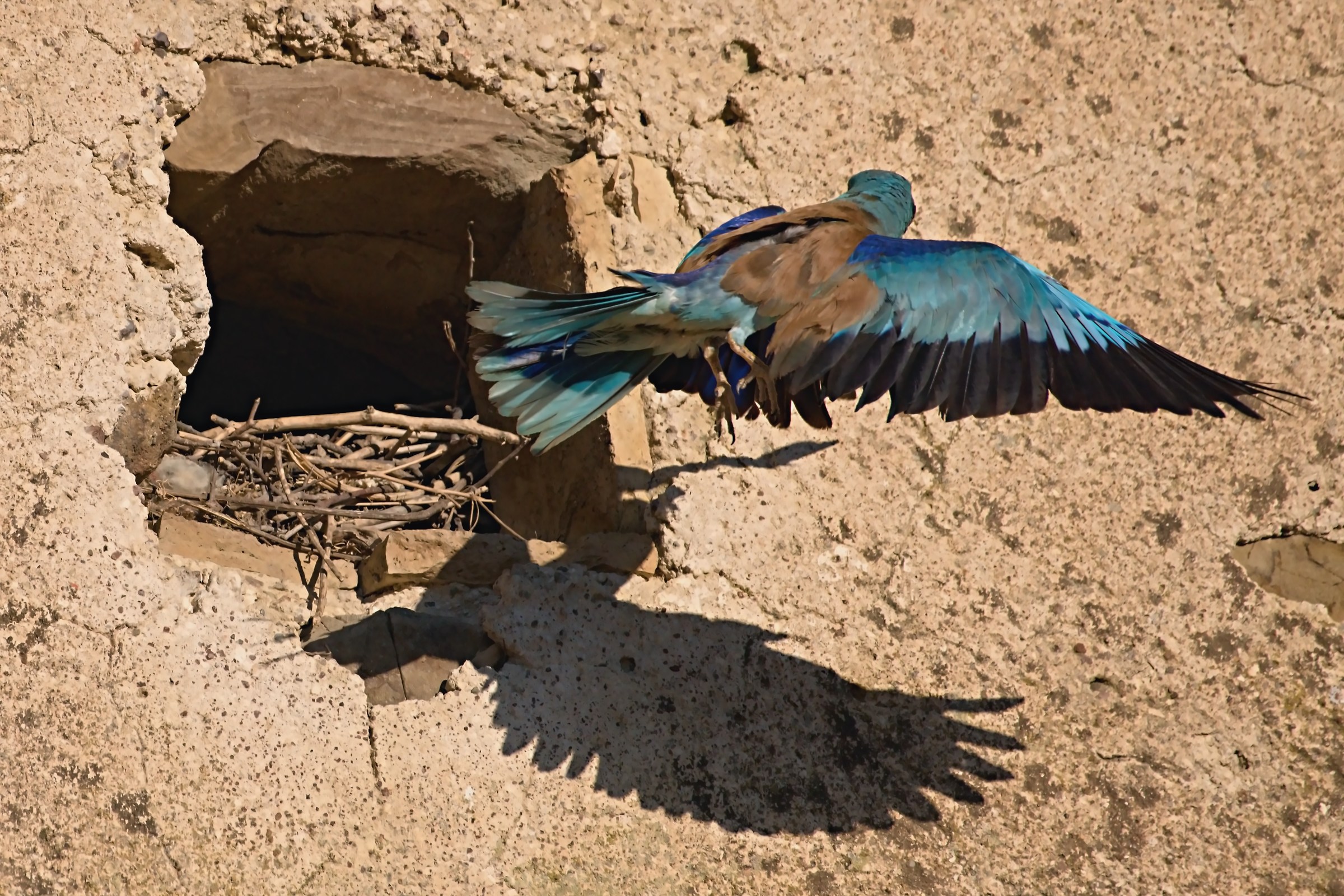 The Jay Marina and shadow puppetry