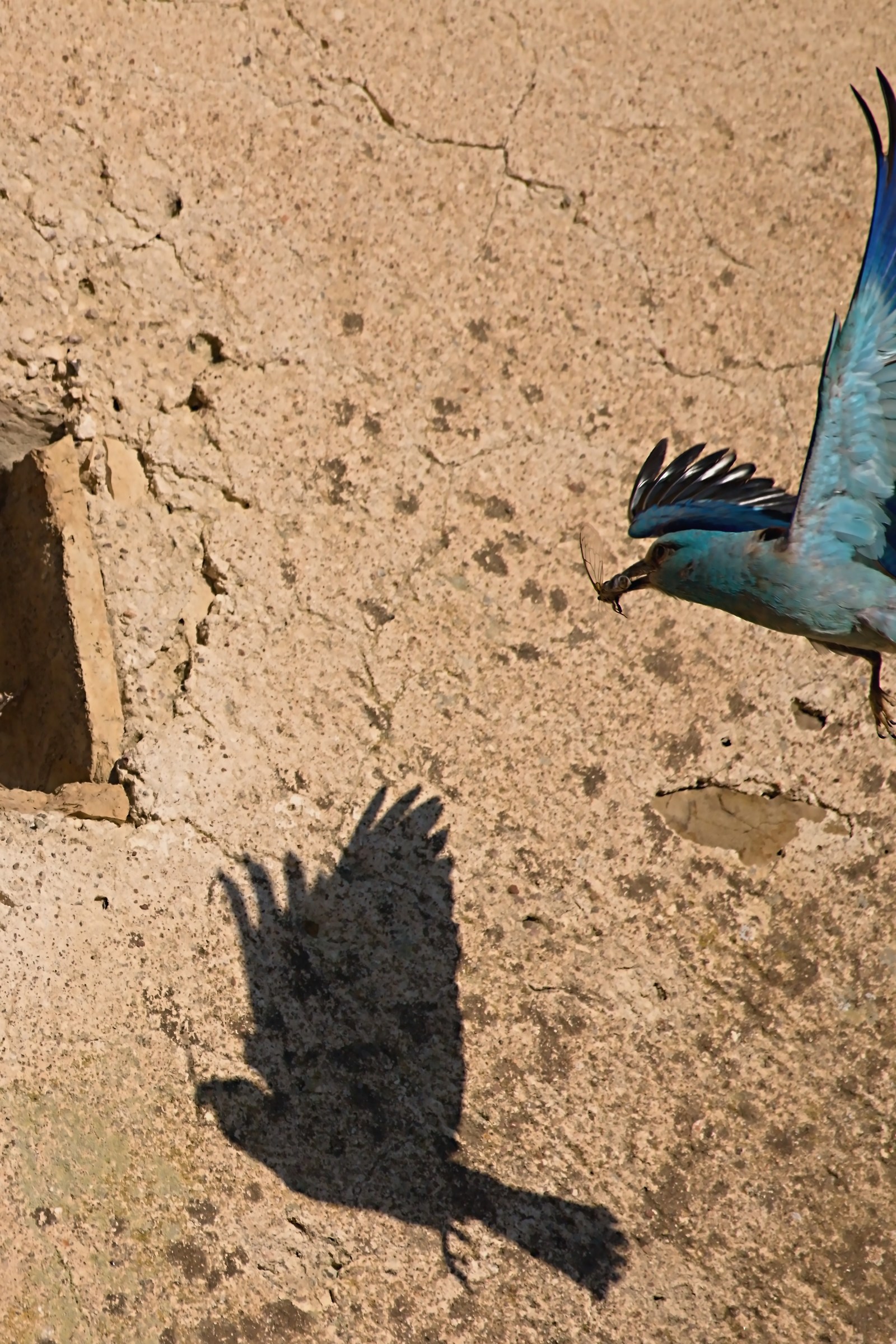 Jay Marina and shadow puppetry