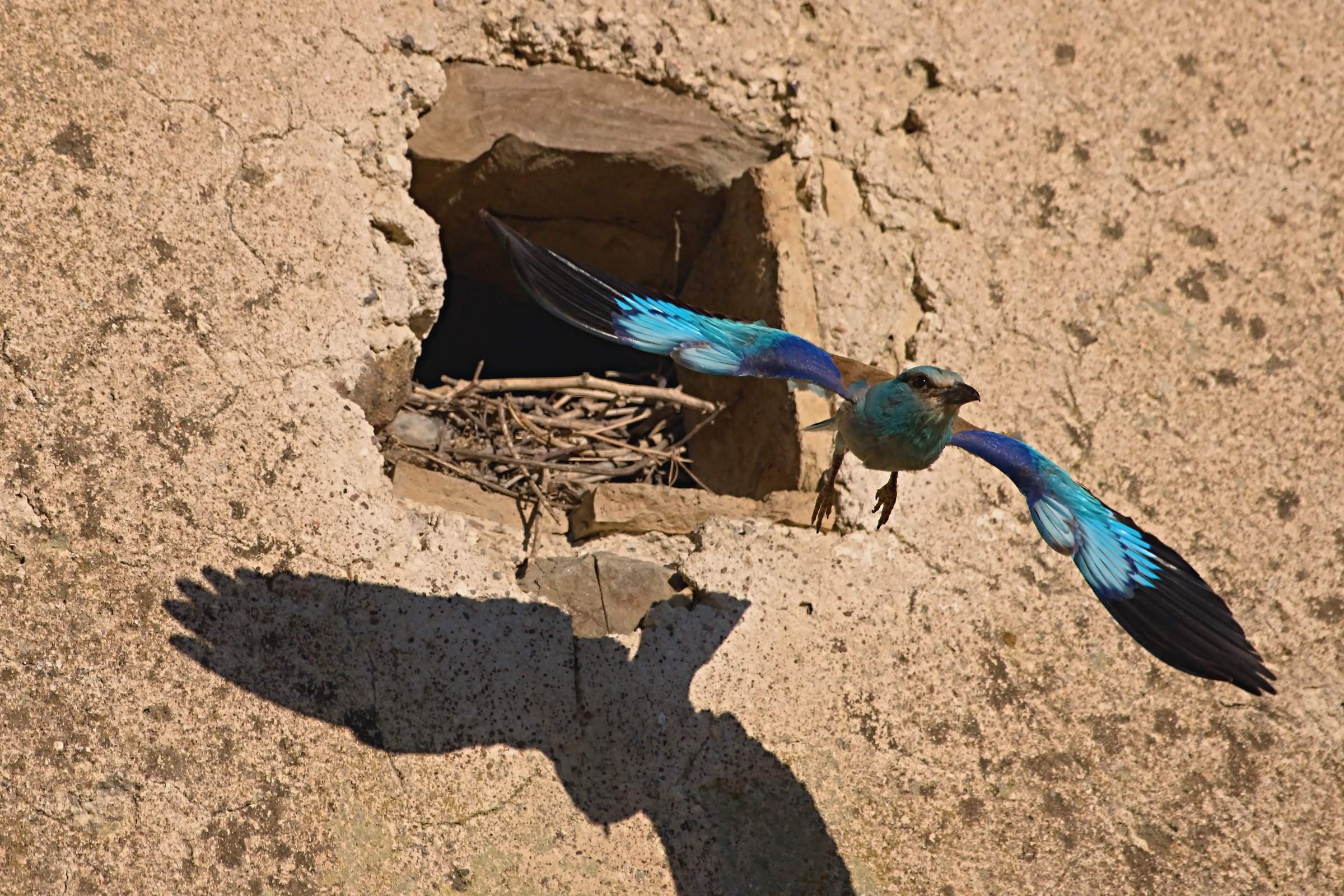 Ghiandaia Marina e le ombre cinesi