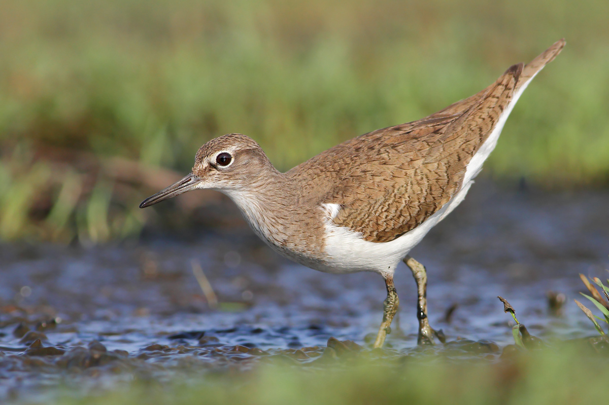 Common Sandpiper