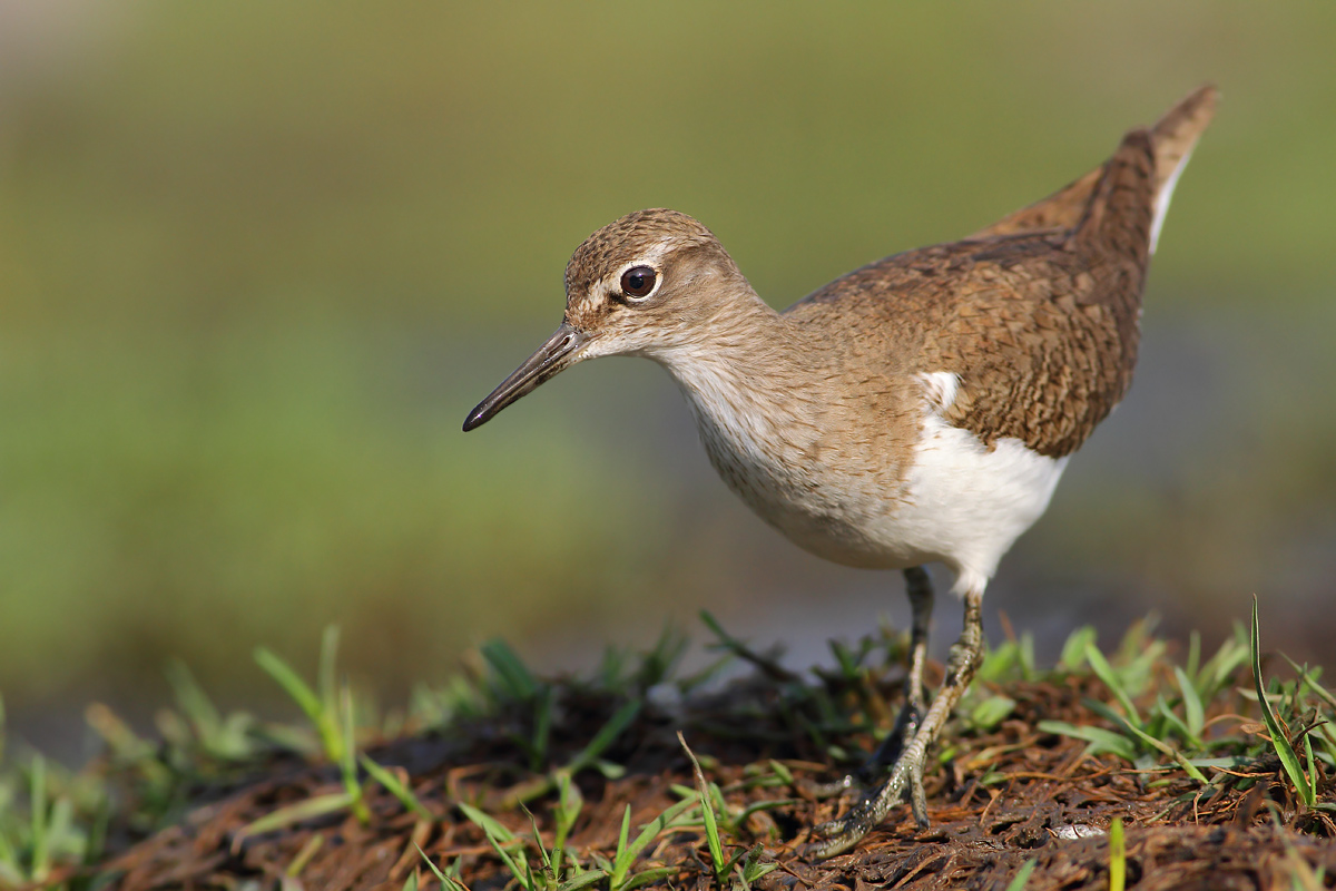 Common Sandpiper