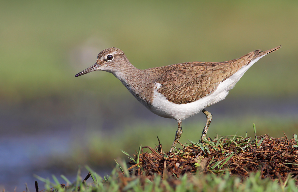 Common Sandpiper