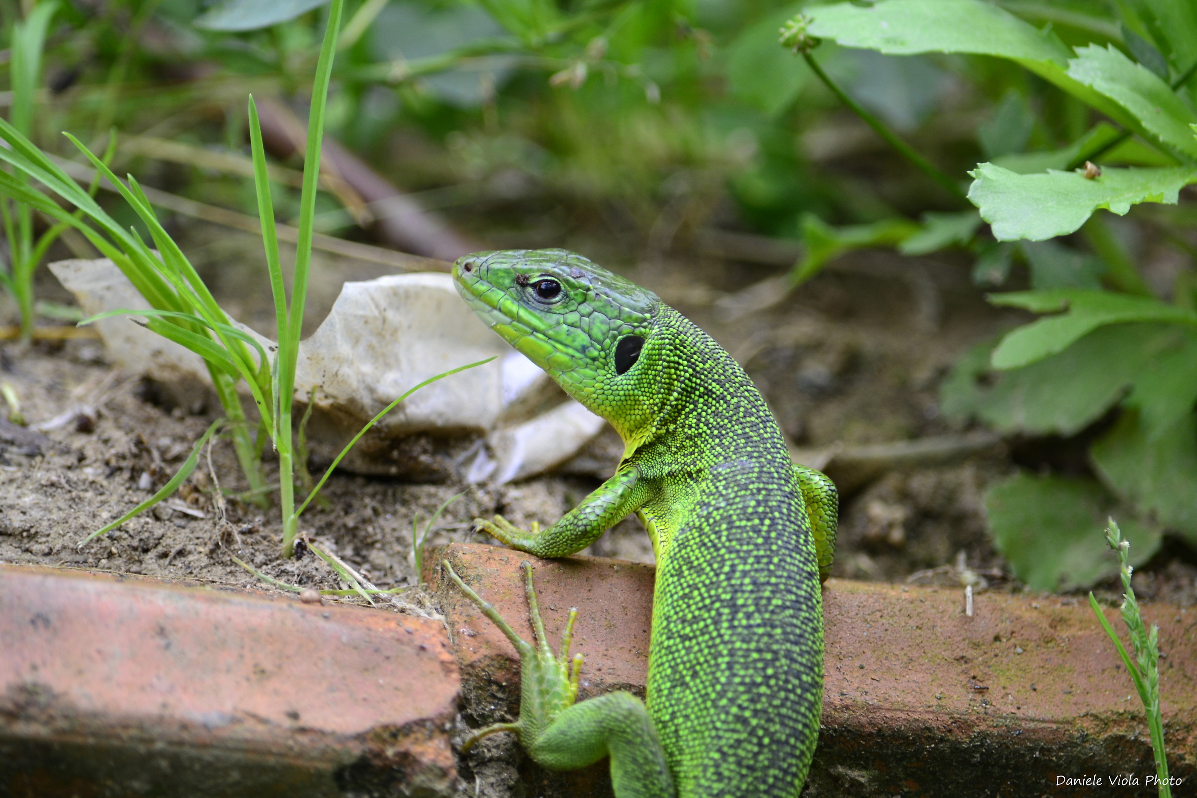 green lizard