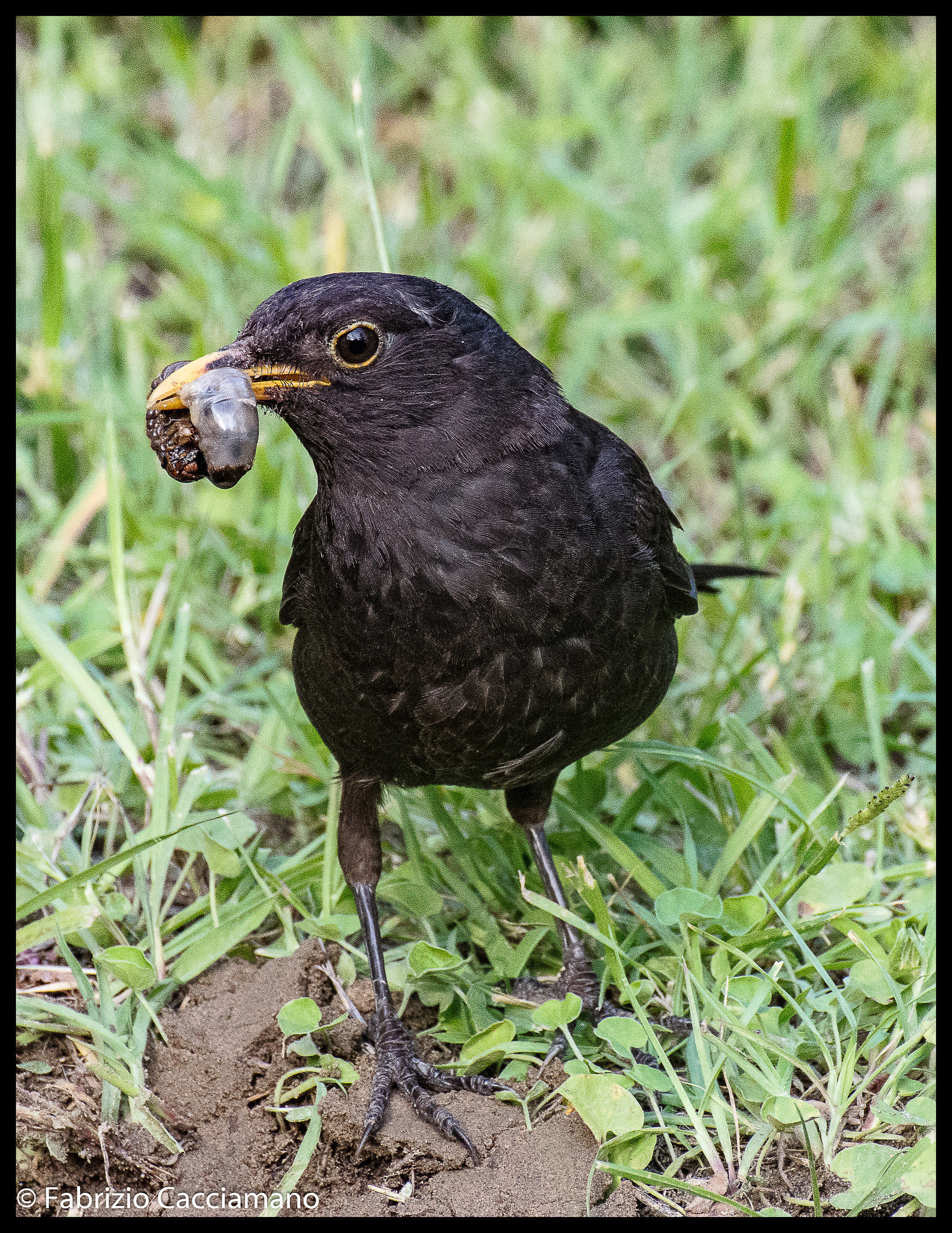 Blackbird with dinner