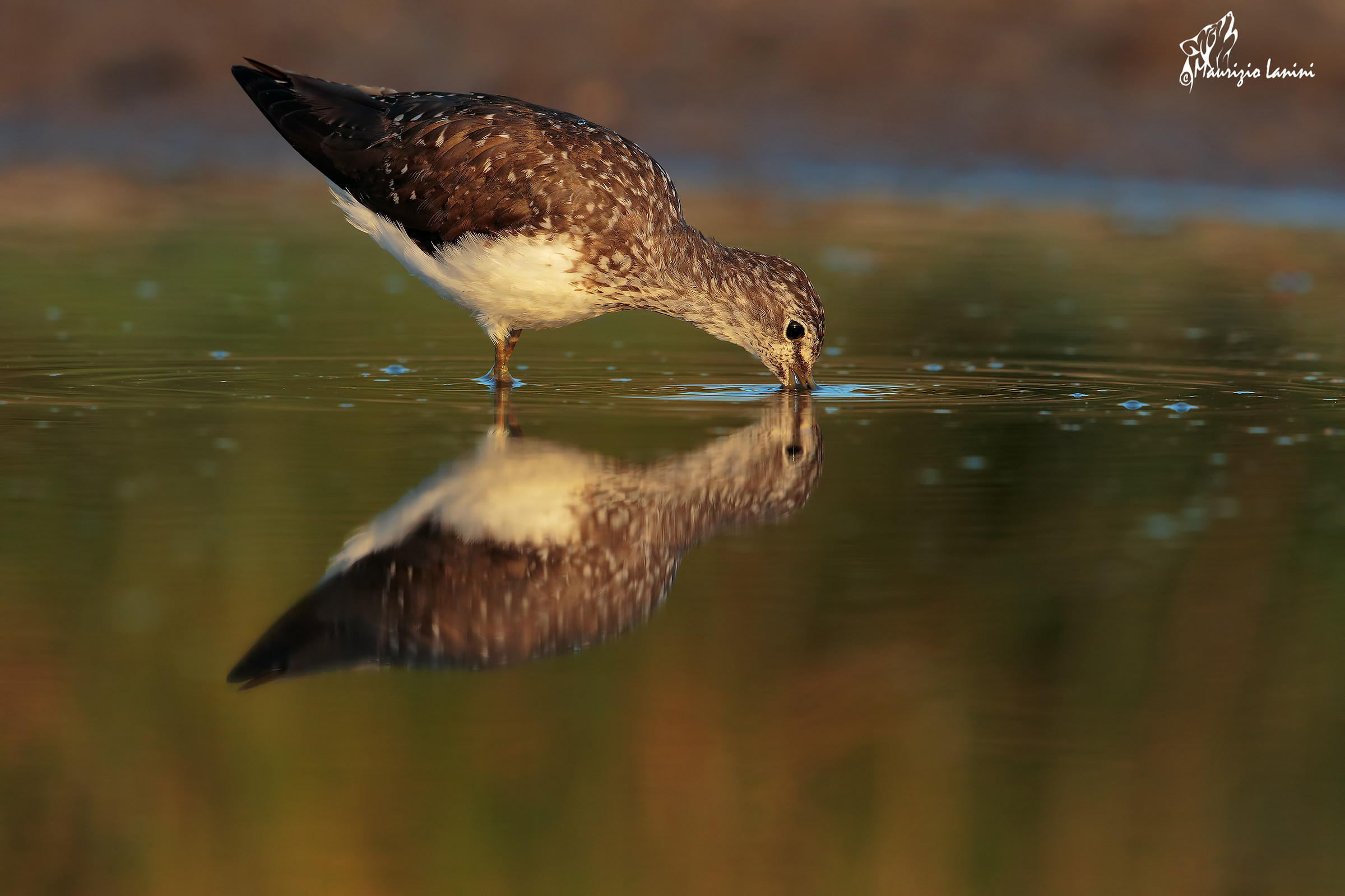 Green Sandpiper
