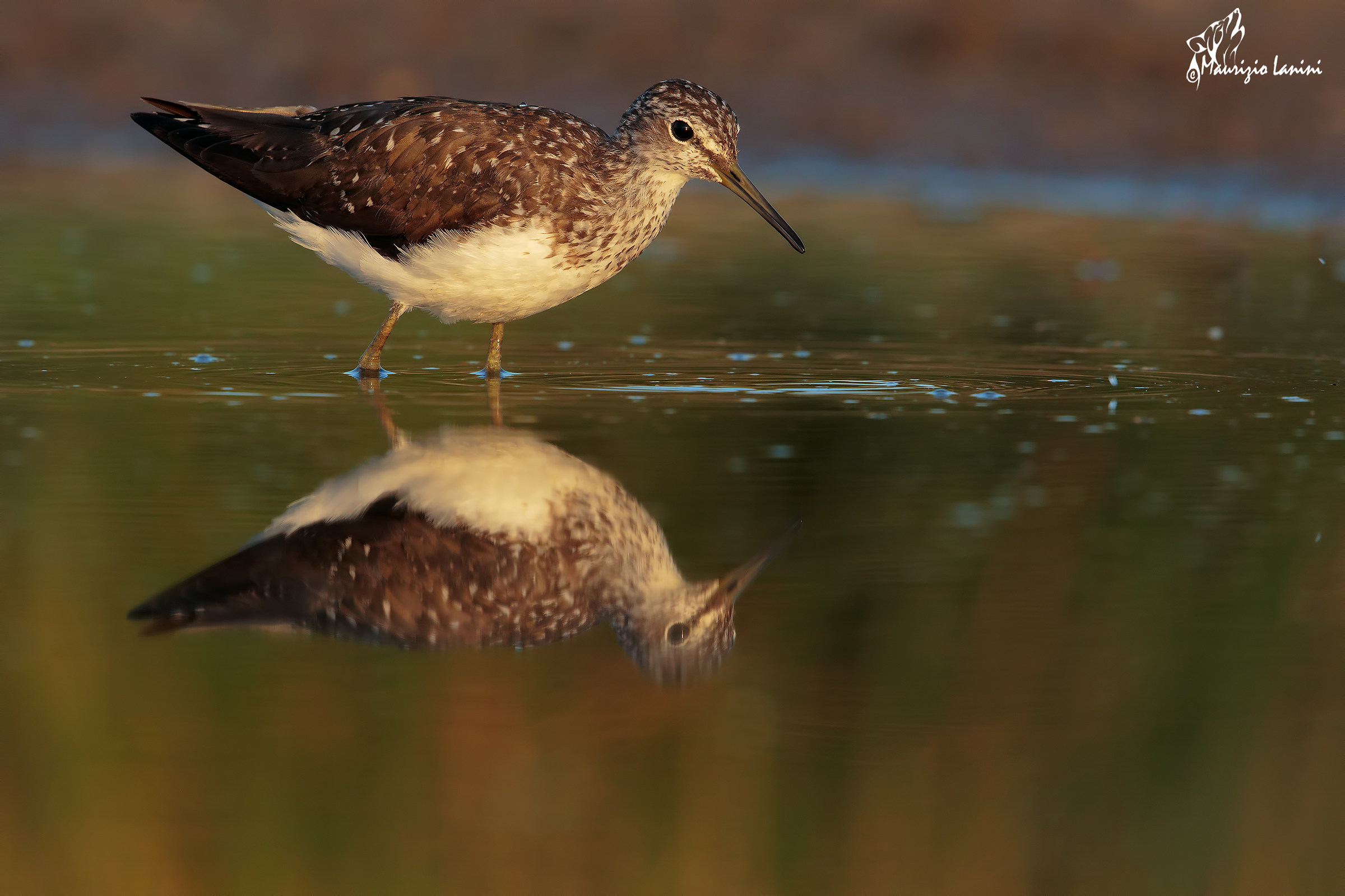 Green Sandpiper
