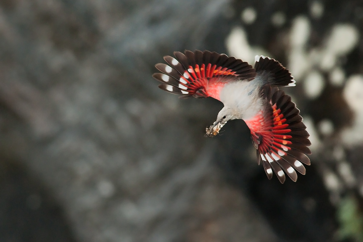 wallcreeper