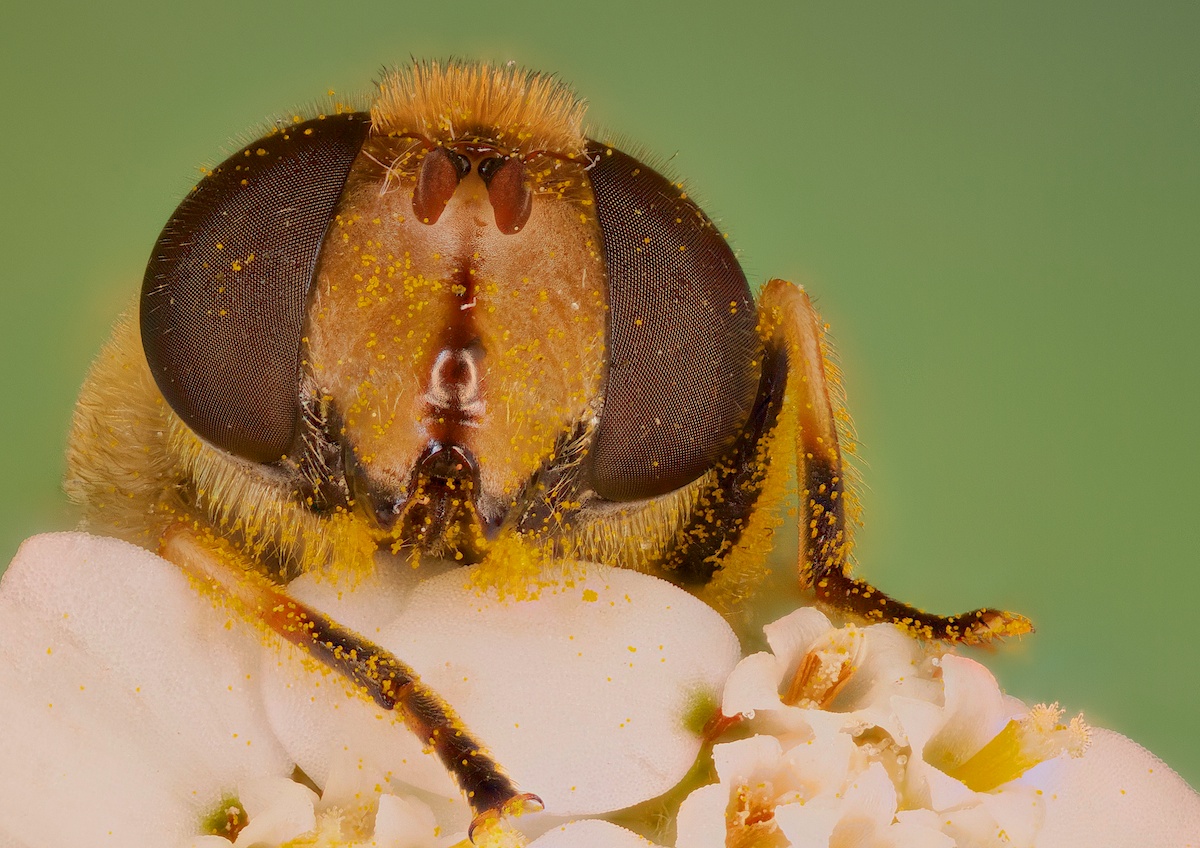 impollinatrice impollinata