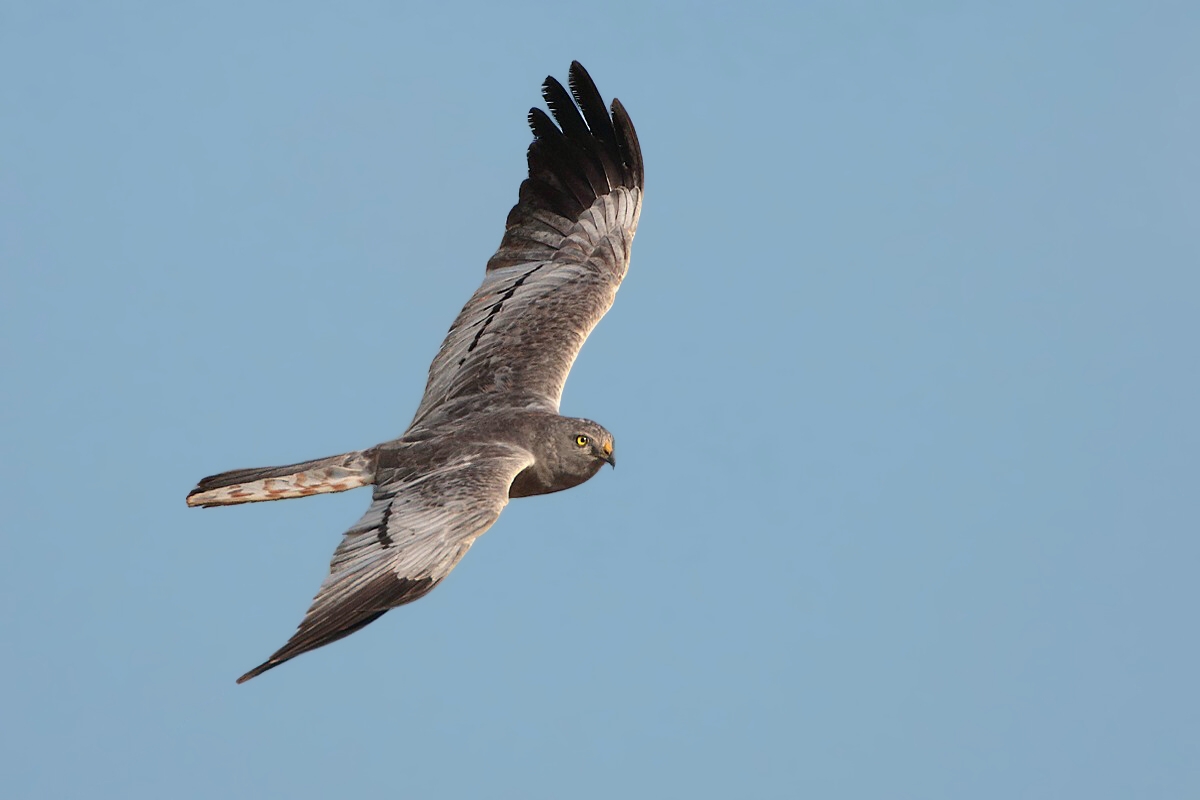 Albanella minore (m)