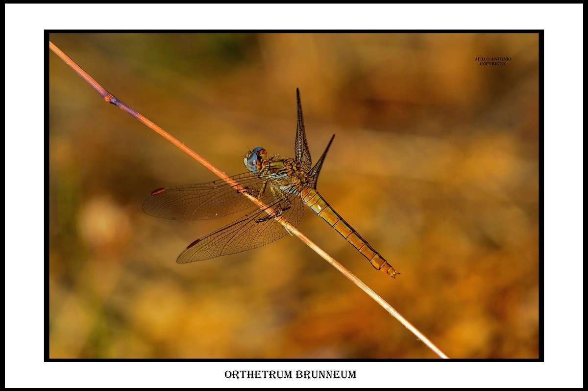 orthetrum brunneum