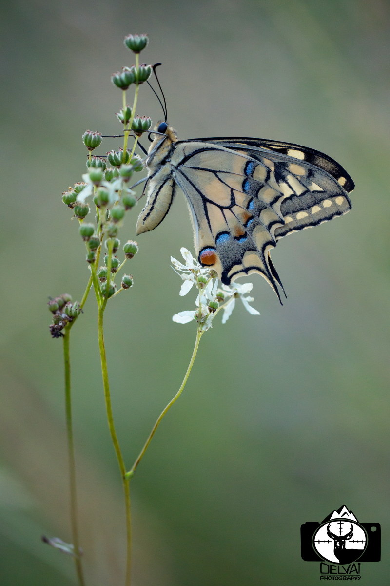 Papilio machaon