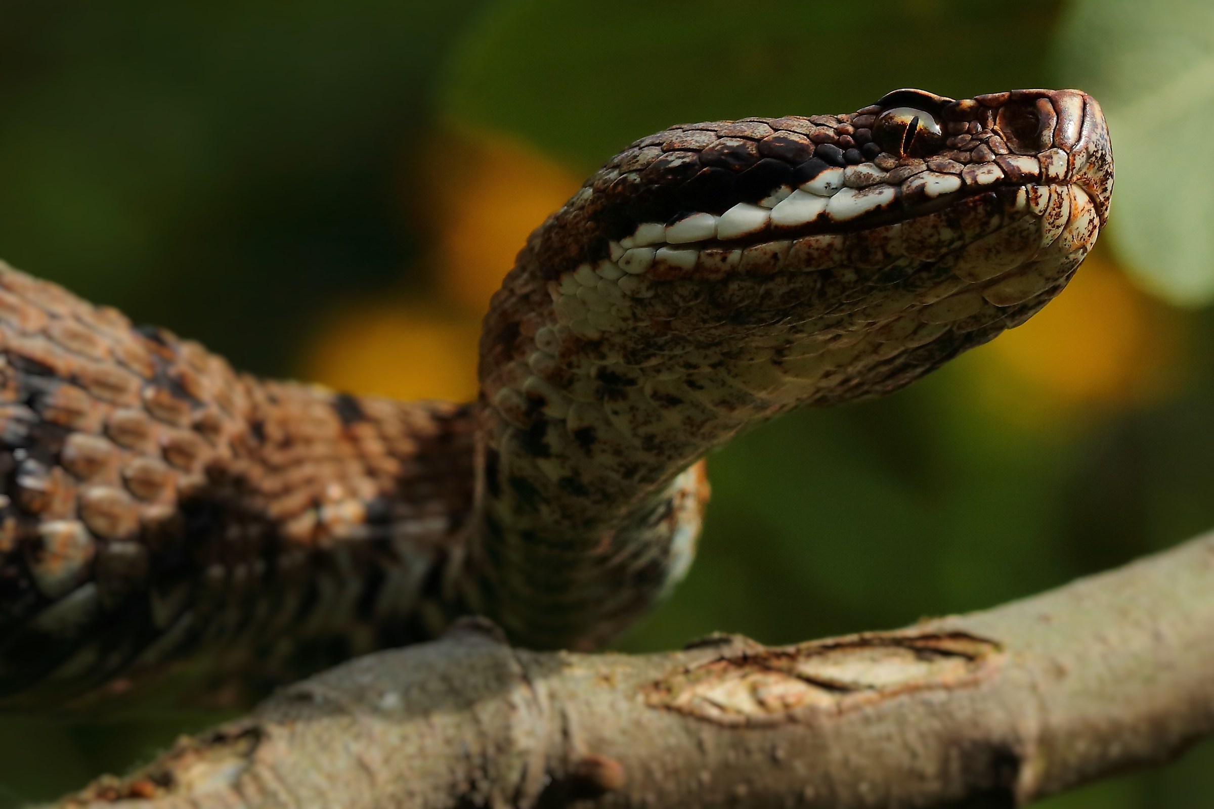 Vipera aspis