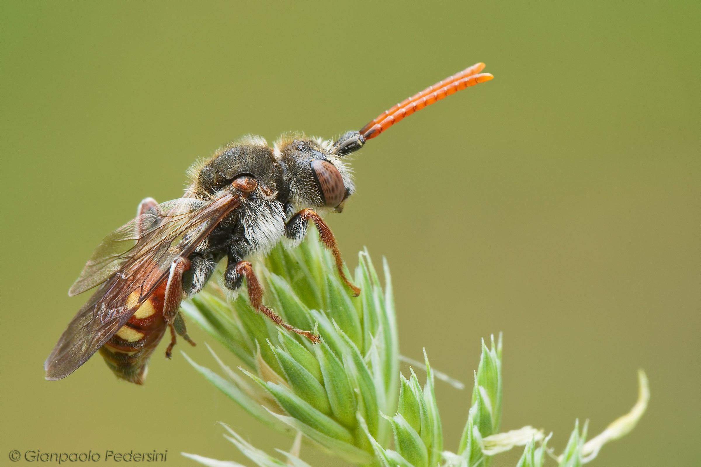 Nomada sp. (Apidae)