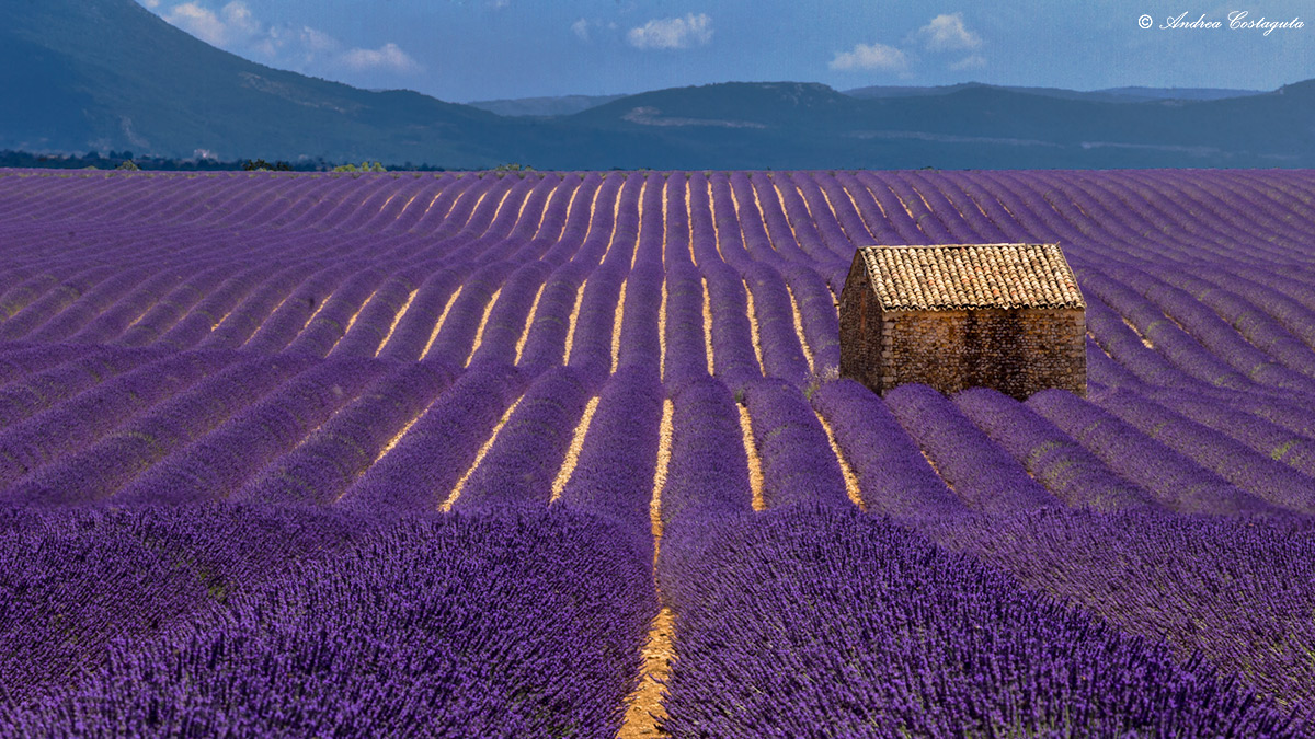 The most 'beautiful field