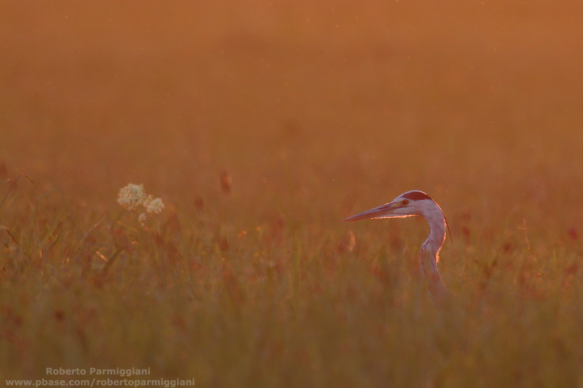 The flower and the heron