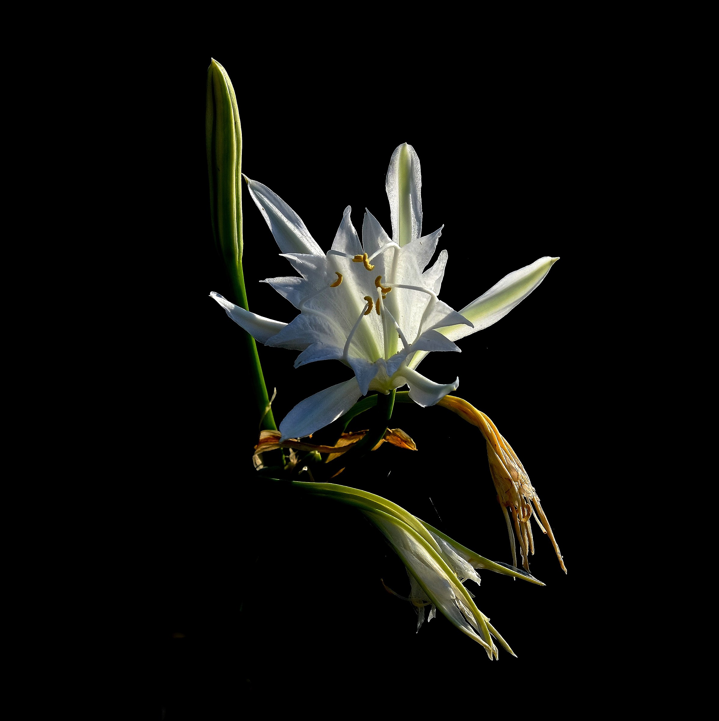 Beautiful but deadly .....