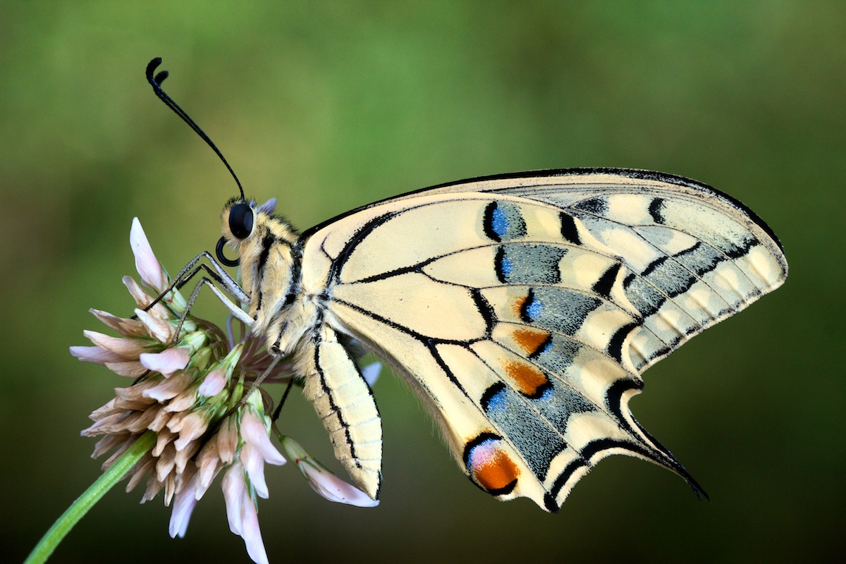 Papilio Machaon