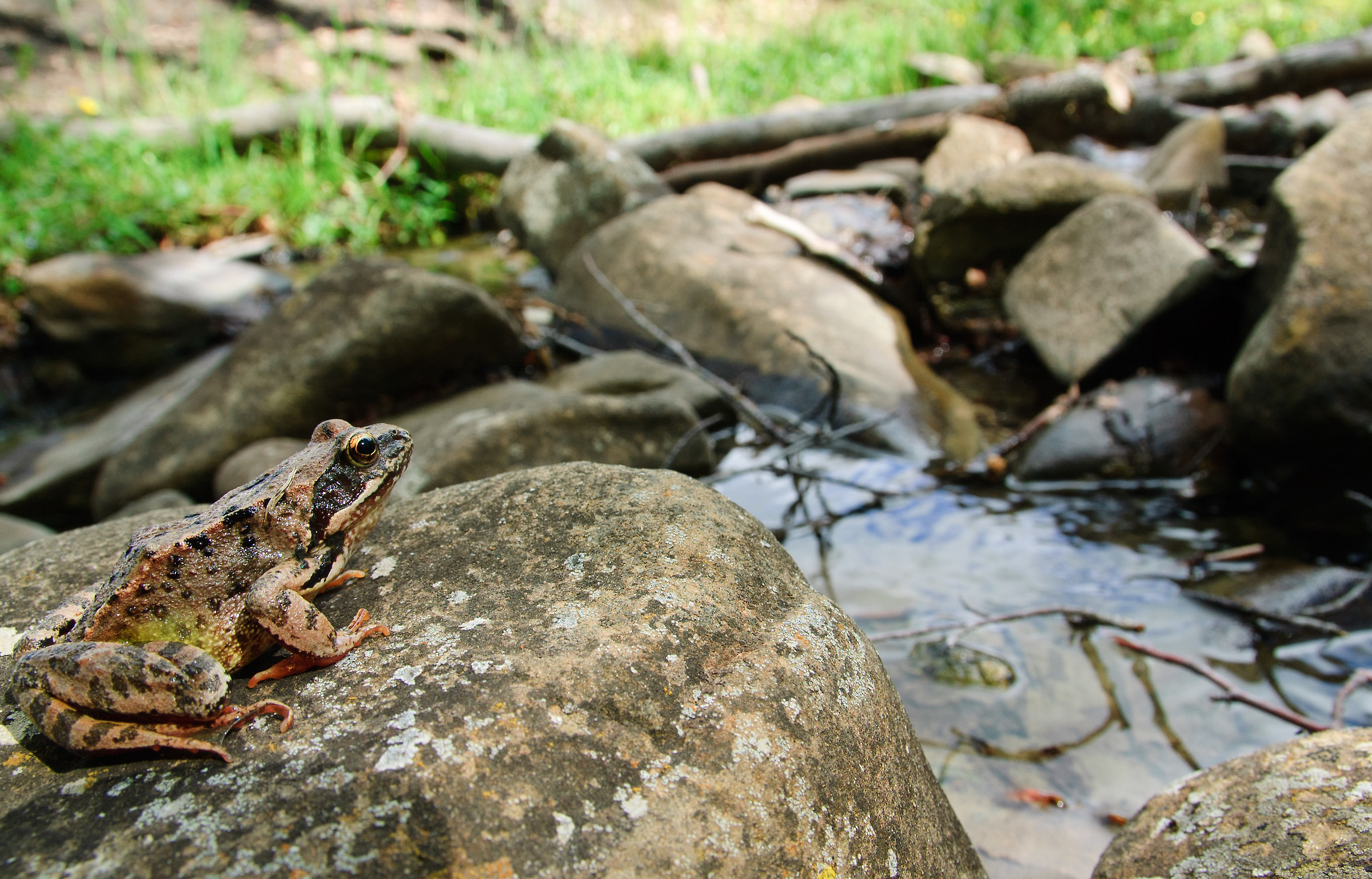 Rana temporaria dei Monti della Laga