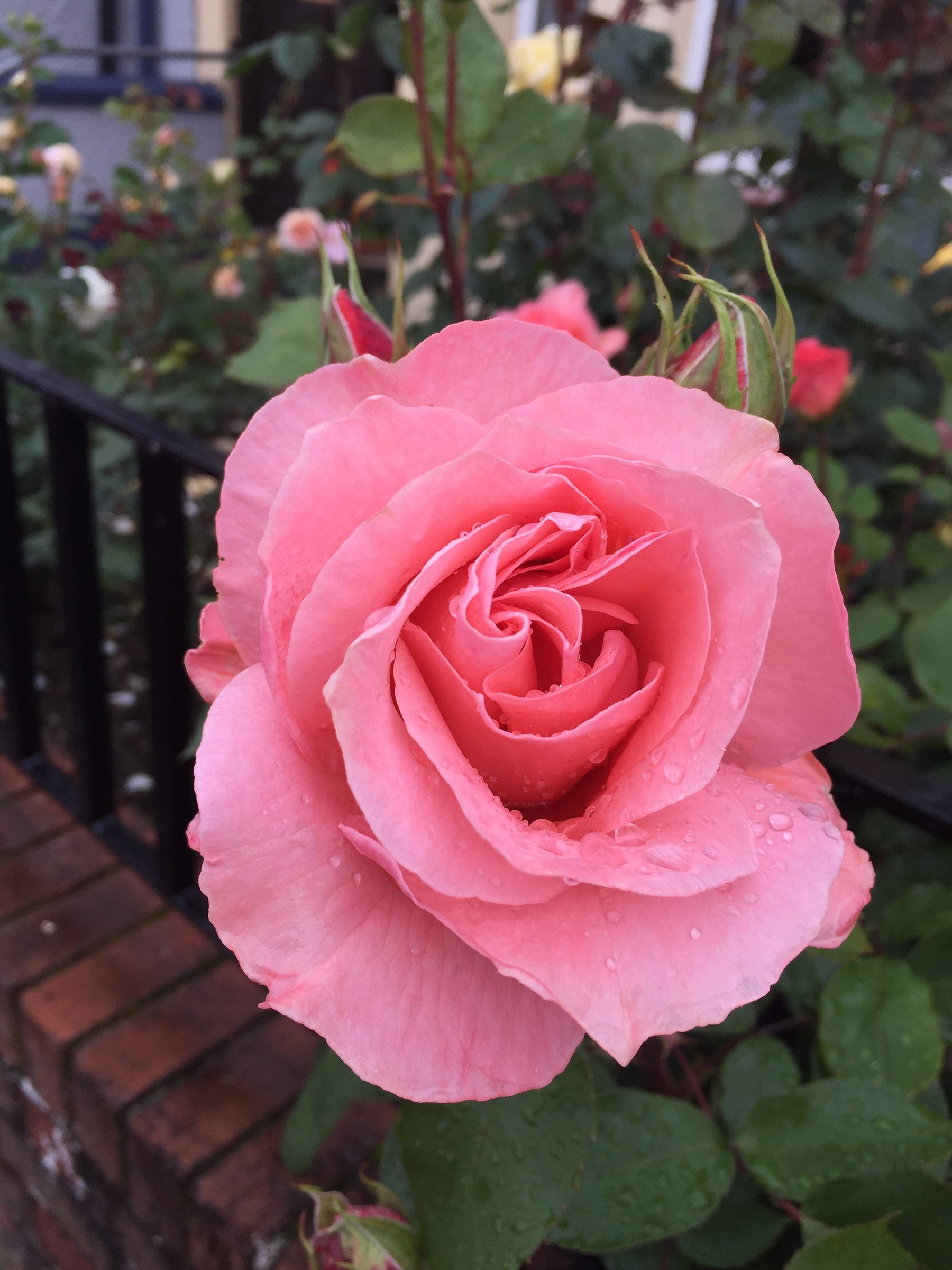 memories of (london) Derry